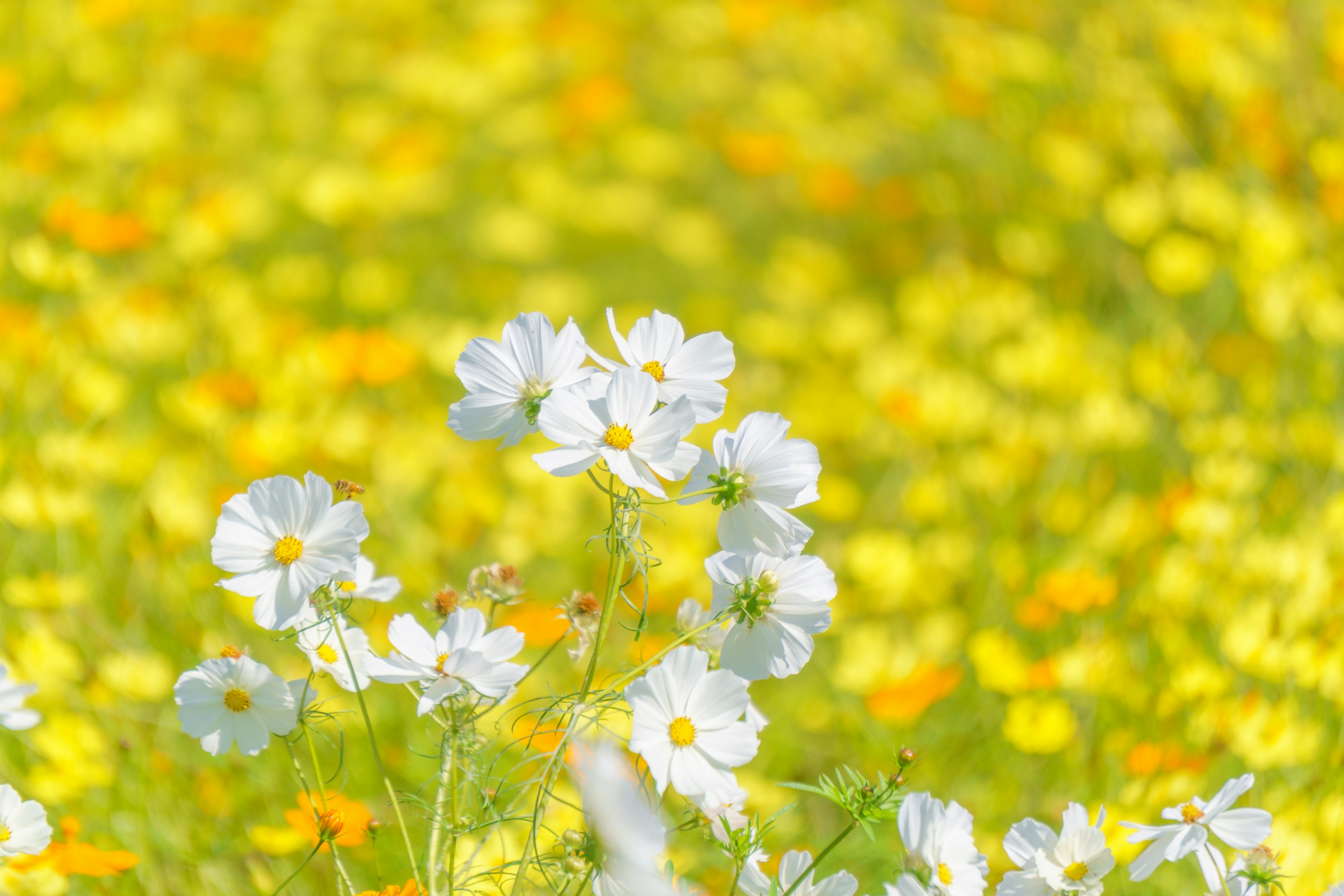 Campo di fiori gialli con fiori bianchi in primo piano