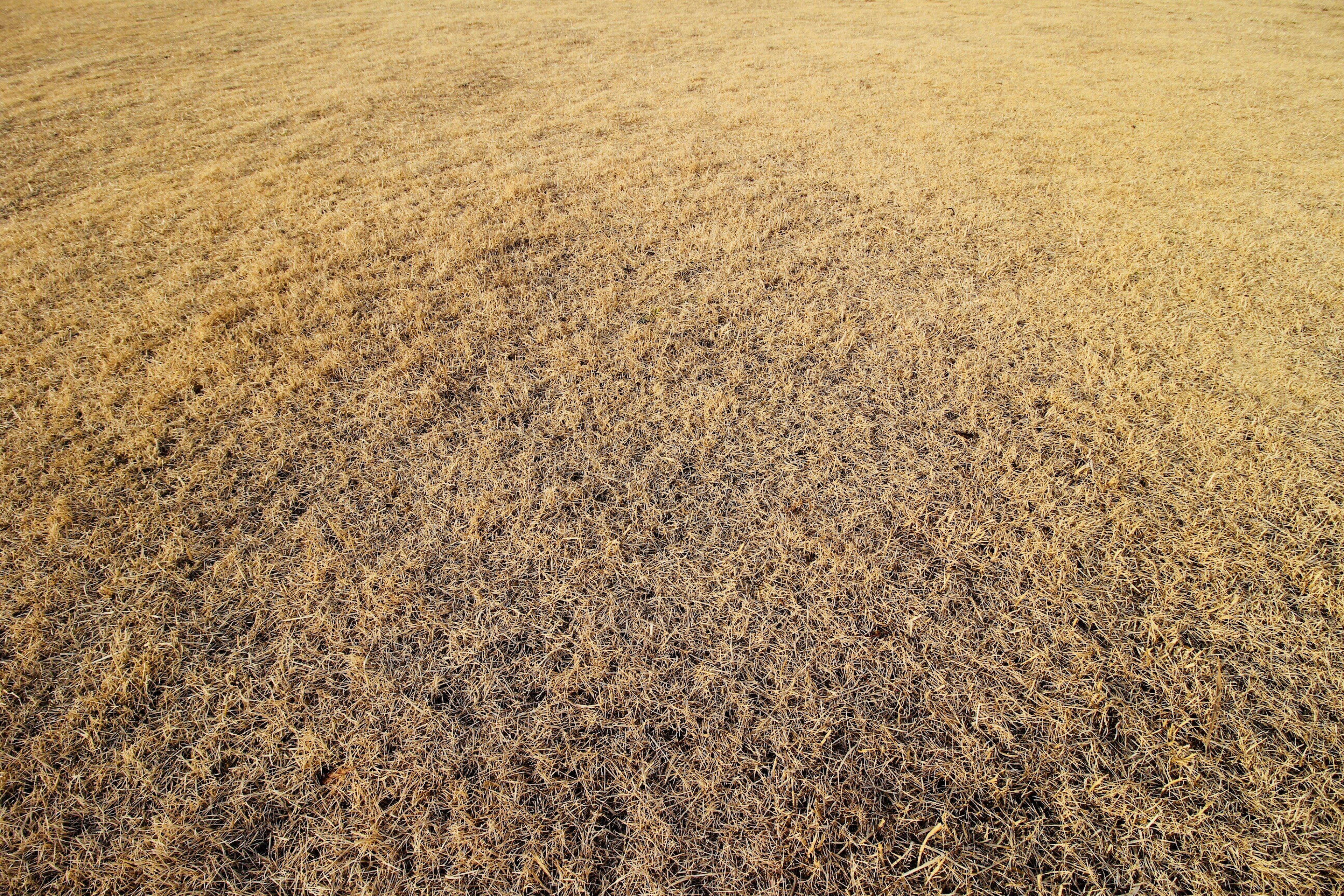 Weitläufige trockene Graslandschaft mit feiner Textur