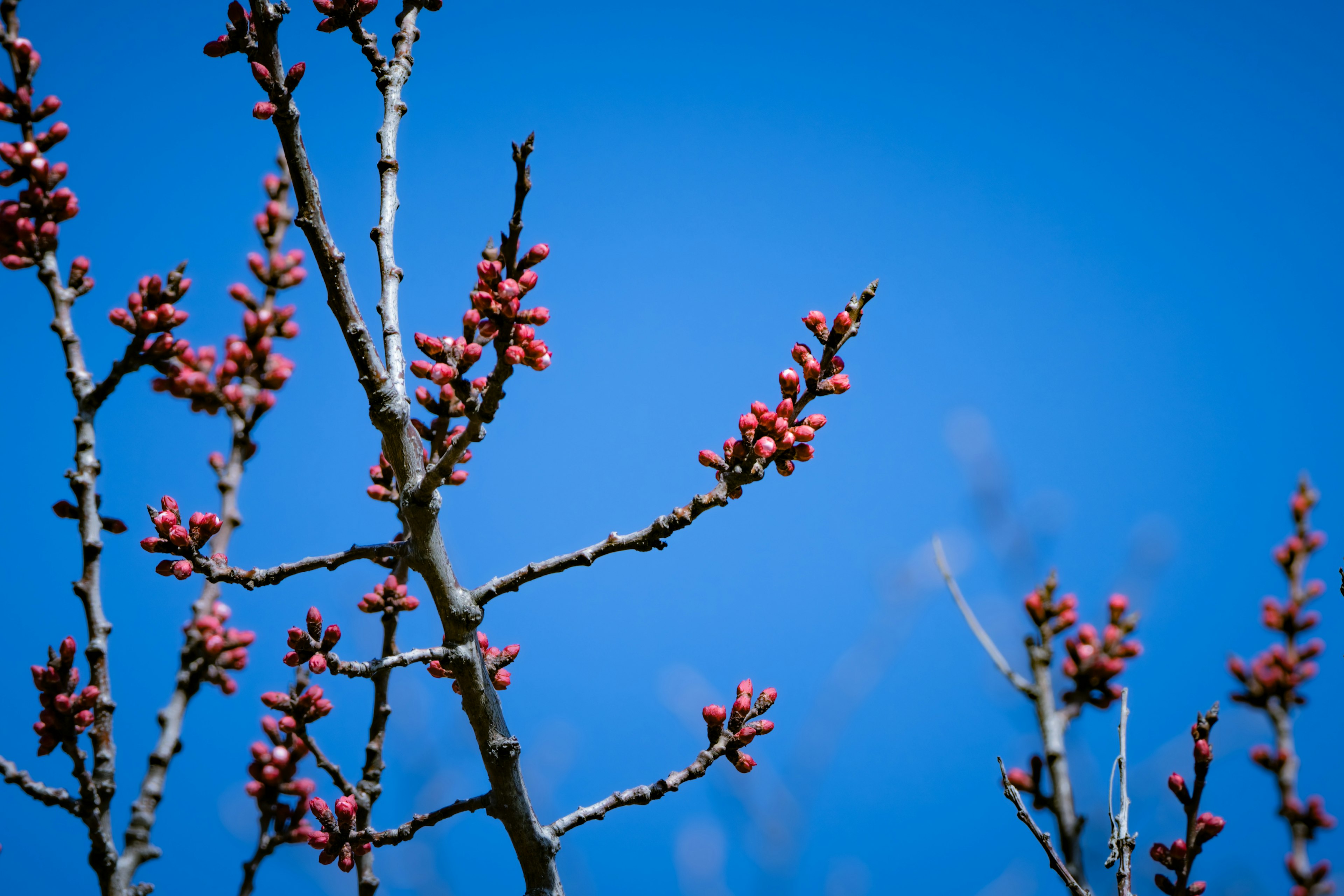 Branches avec des bourgeons rouges contre un ciel bleu