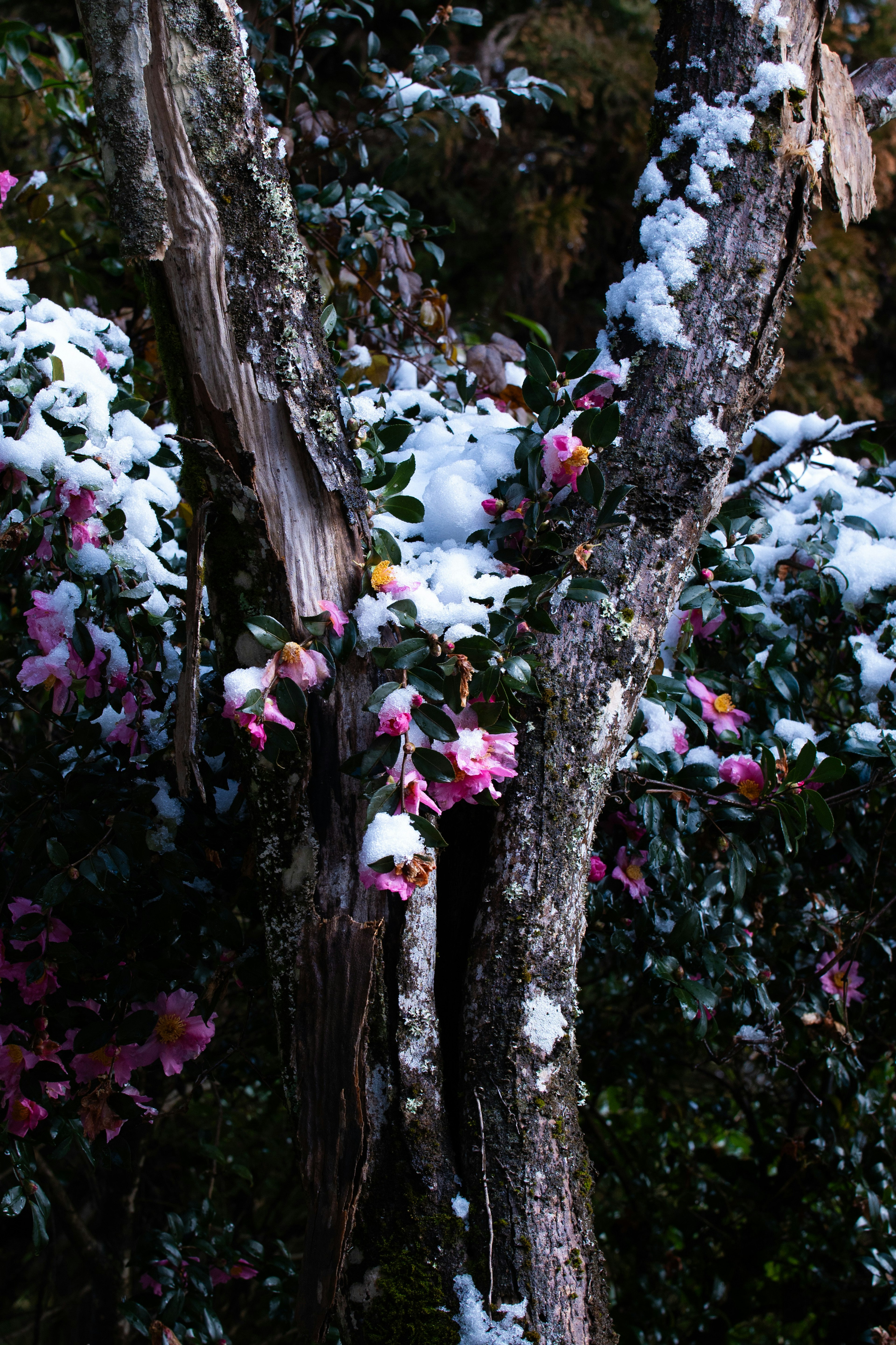 Contraste entre les troncs d'arbres couverts de neige et les fleurs roses