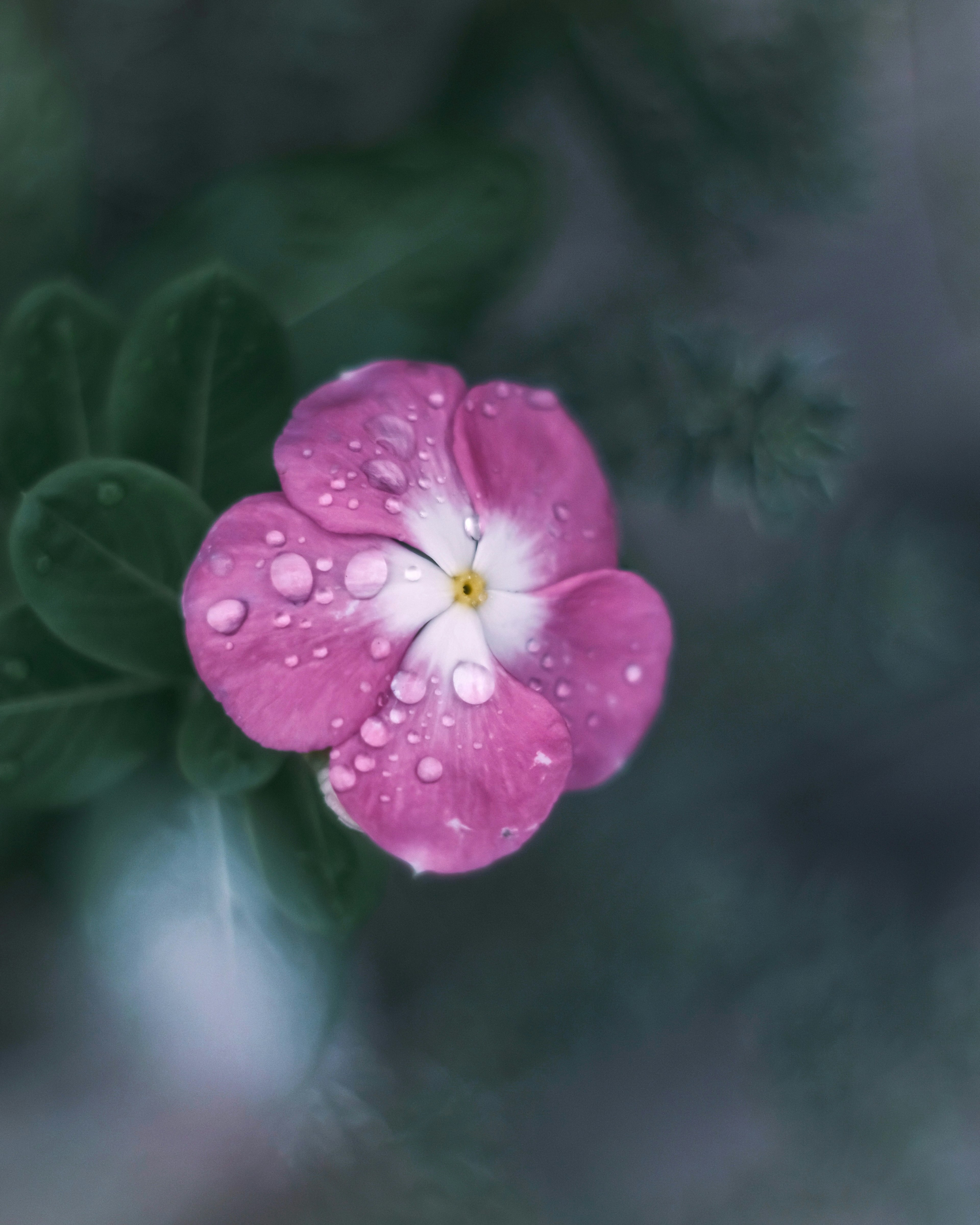 Pink flower with water droplets and green leaves