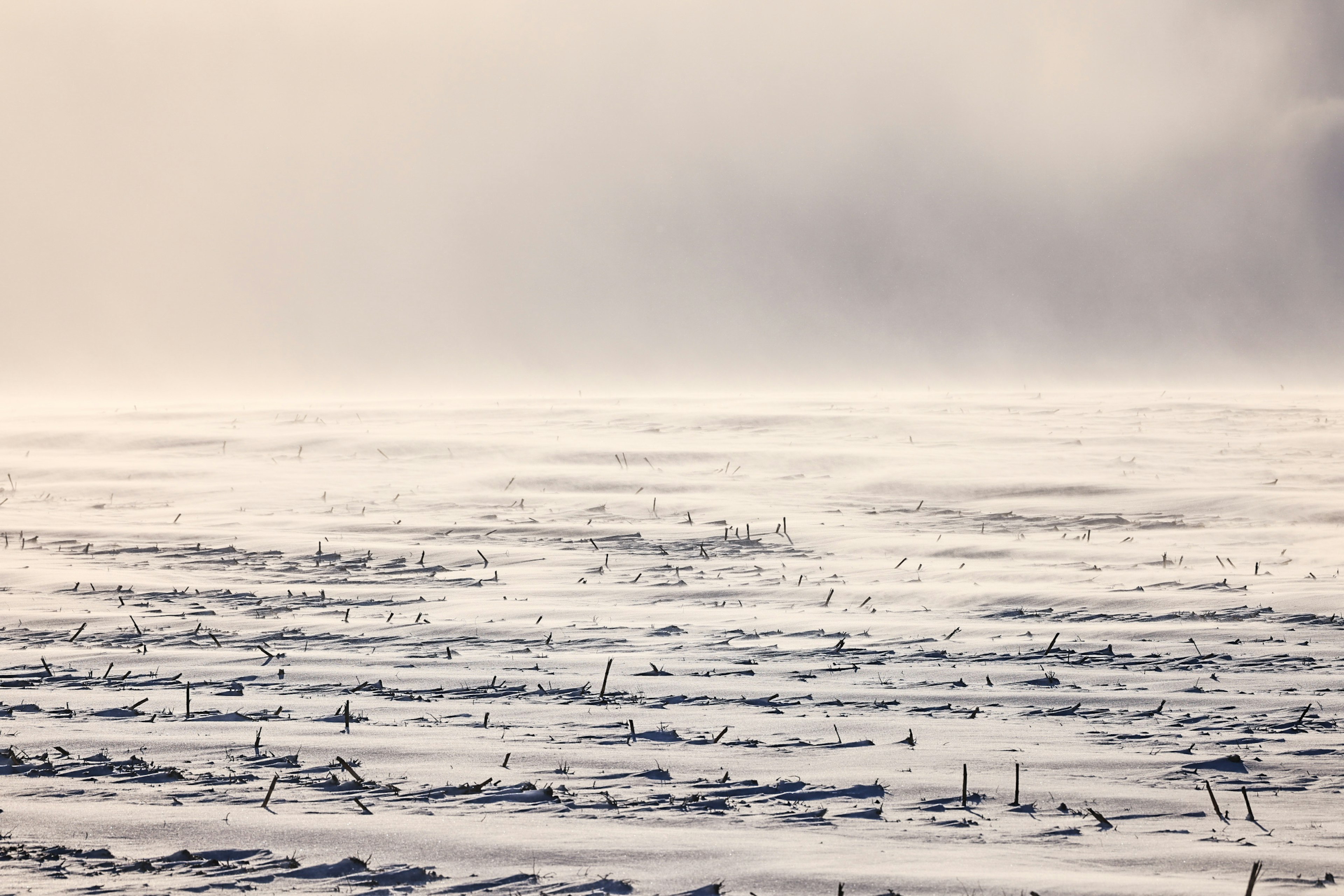 霧の中の雪に覆われた風景