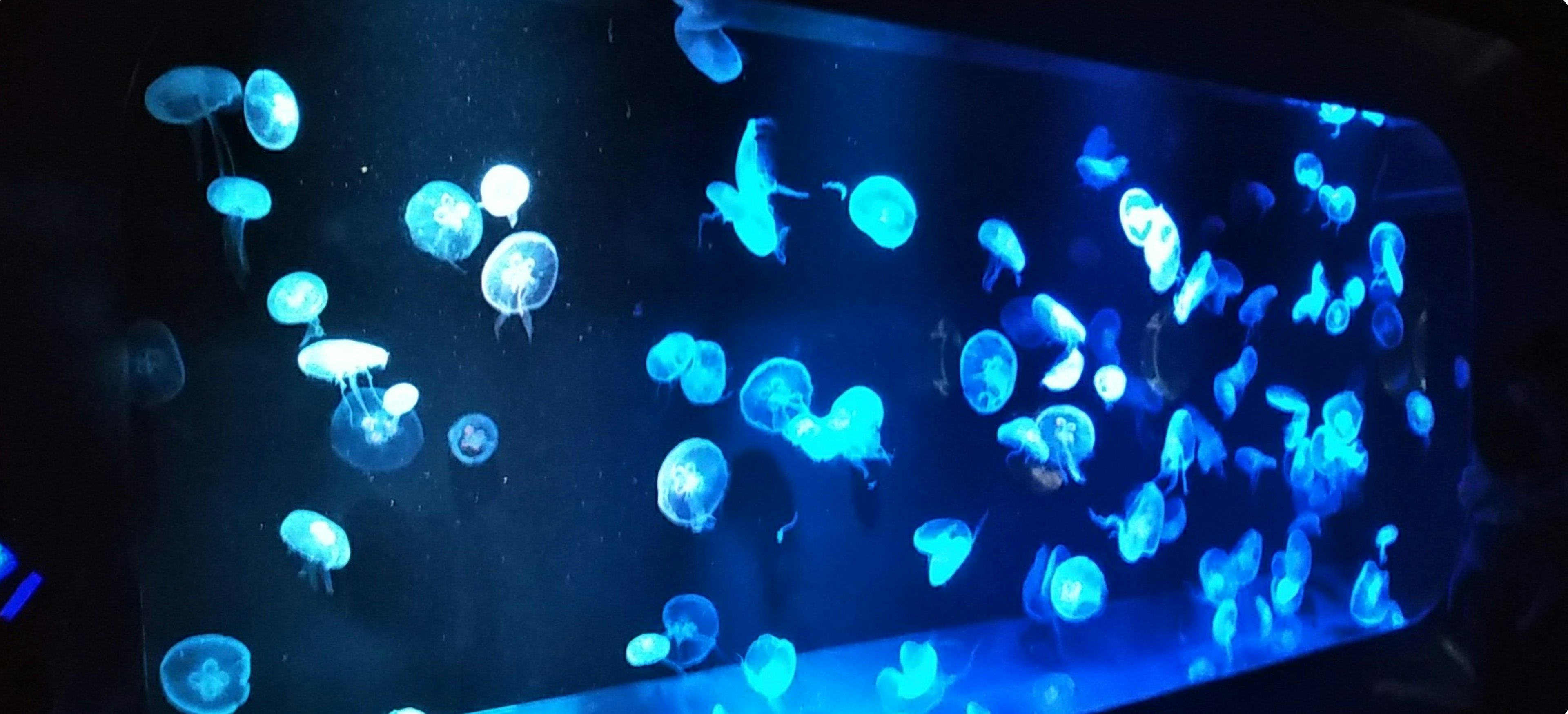 A school of jellyfish illuminated by blue light in an aquarium