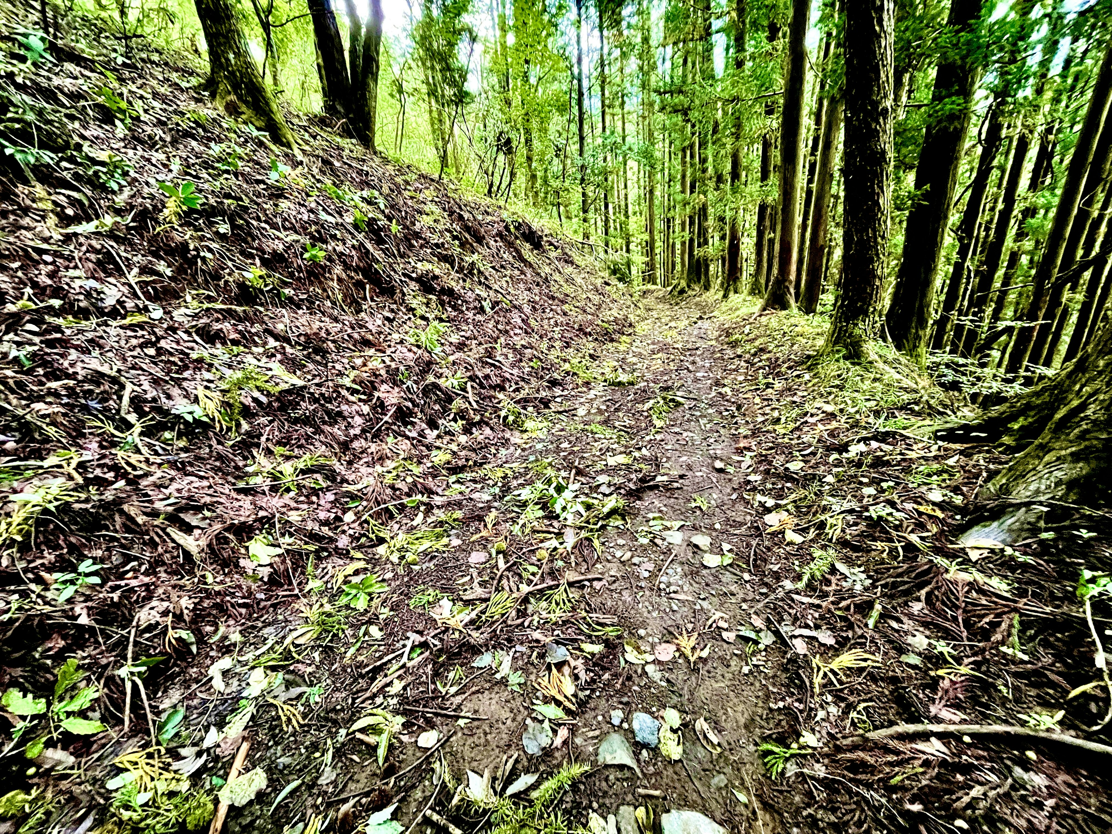 Jalan sempit di hutan dengan pohon hijau