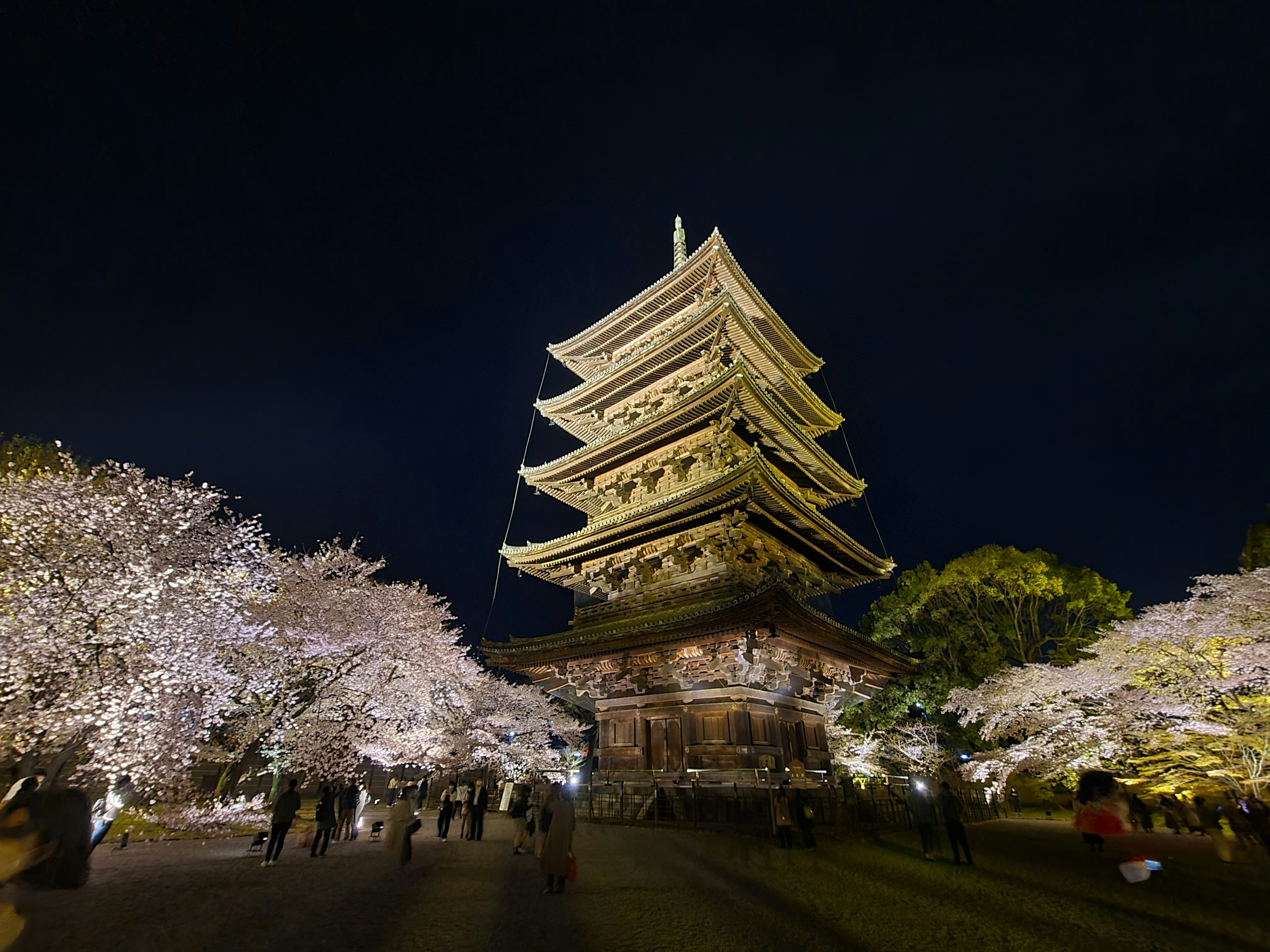 Beautiful view of cherry blossoms and a five-story pagoda at night