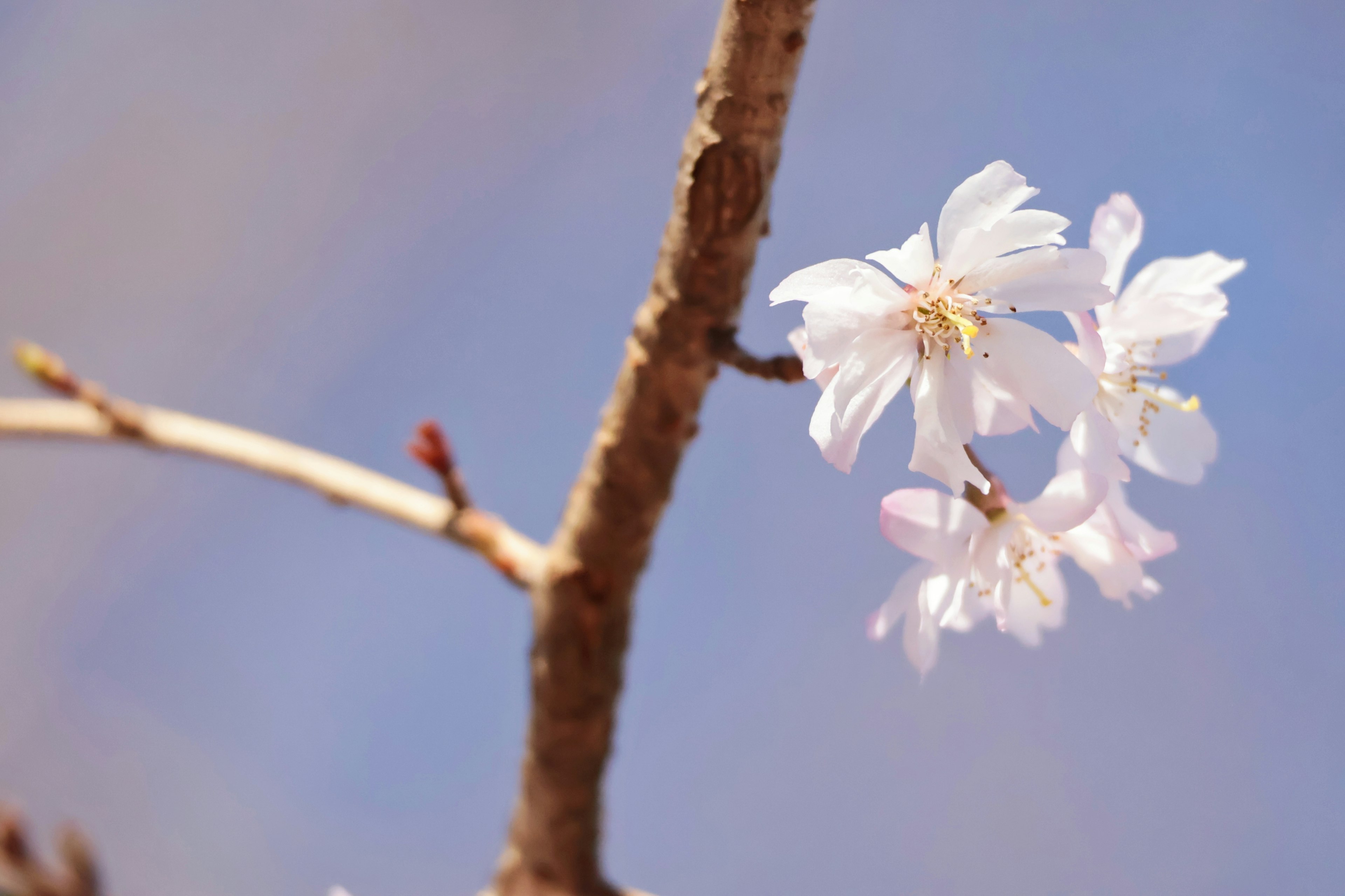 Gros plan de fleurs blanches sur fond de ciel bleu