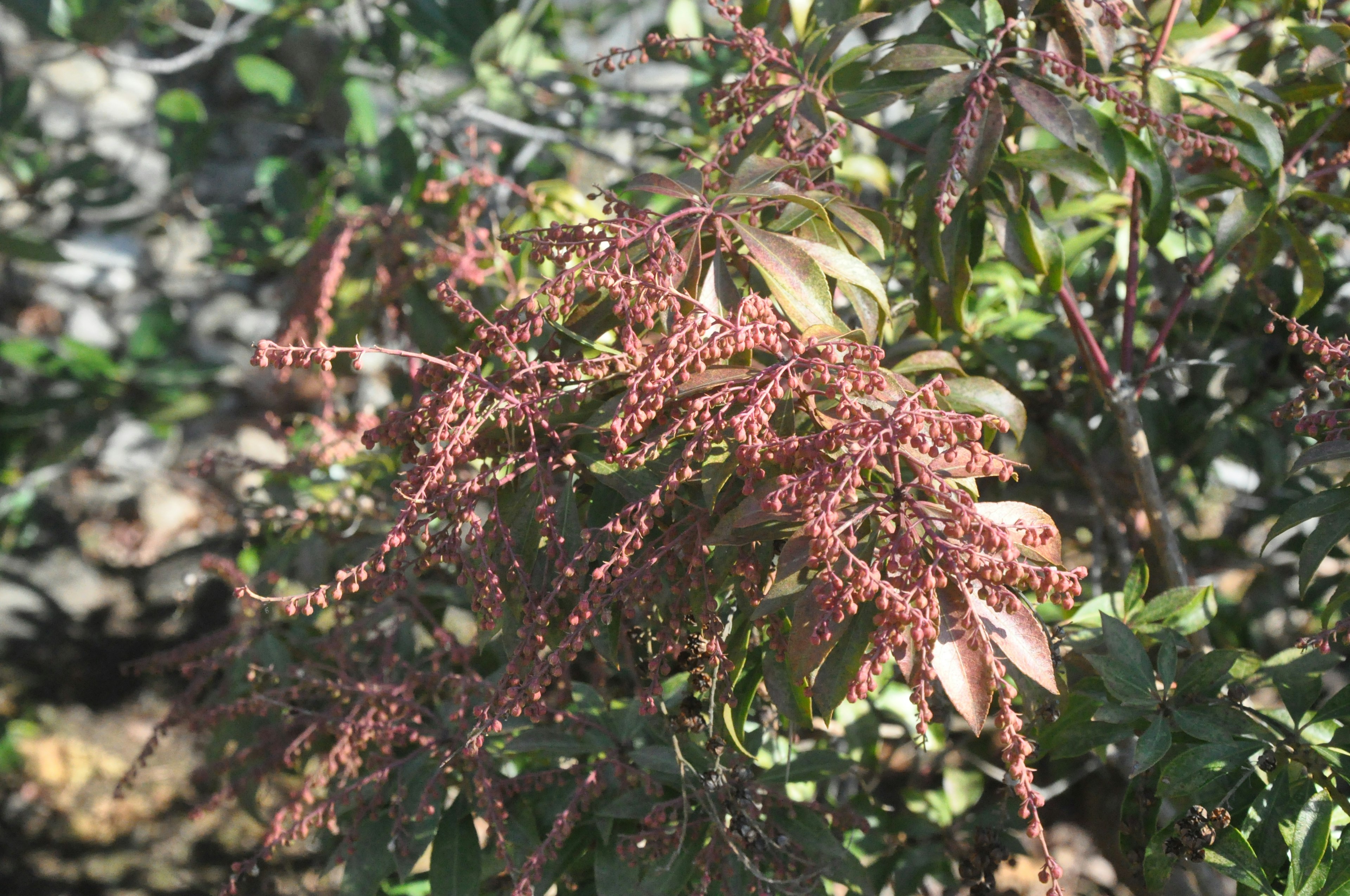 Primer plano de una planta con flores rojo púrpura