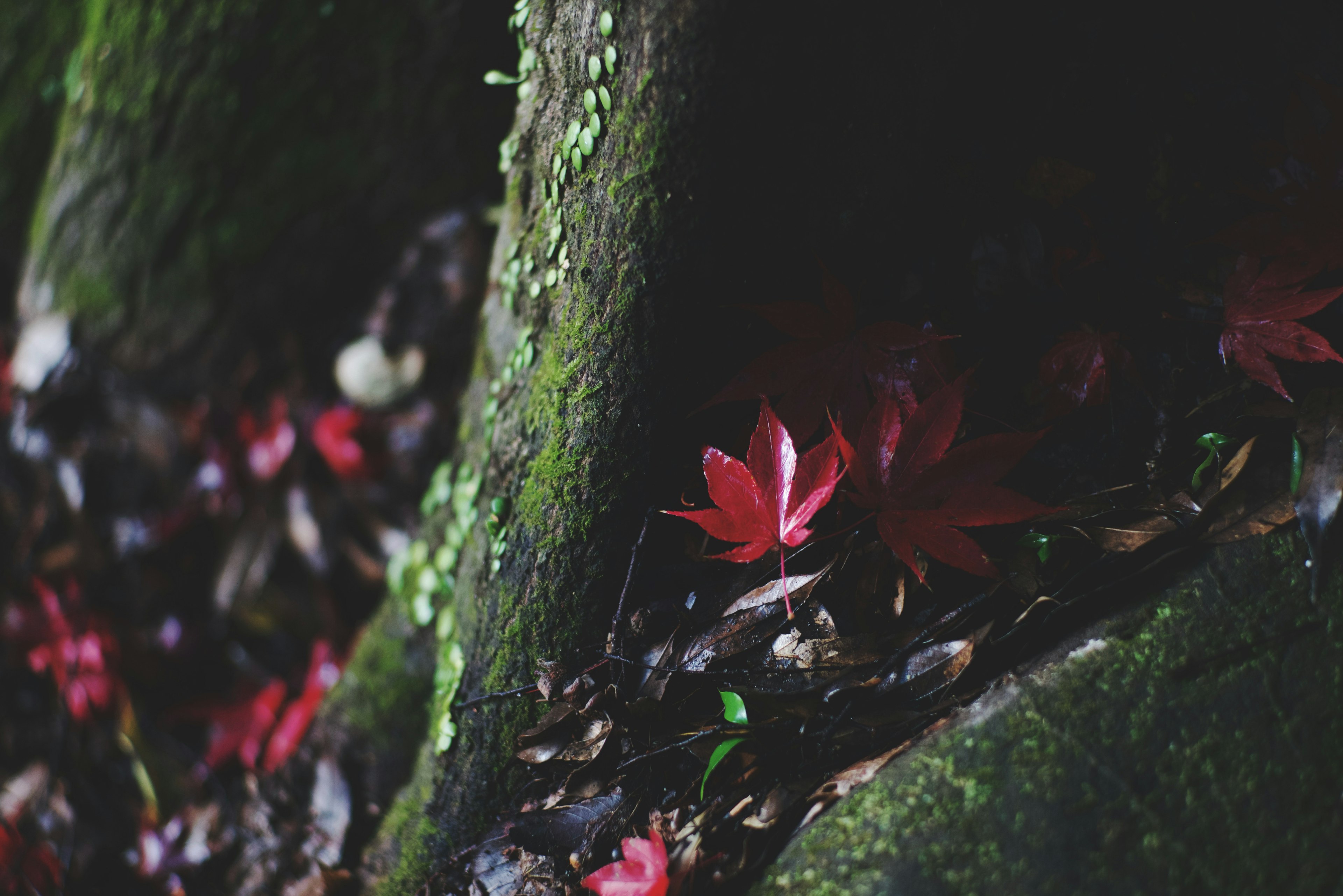 Red leaves scattered at the base of a moss-covered tree