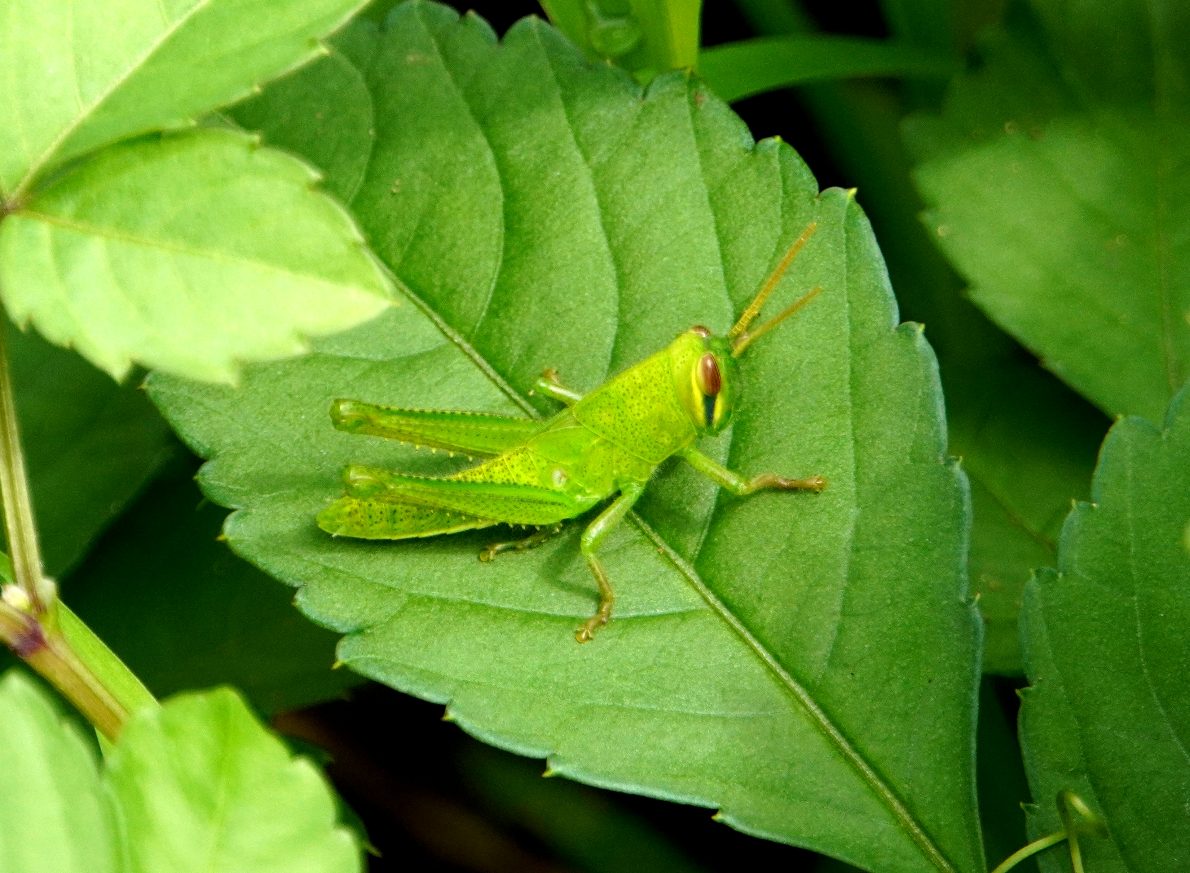 A green grasshopper sitting on a leaf