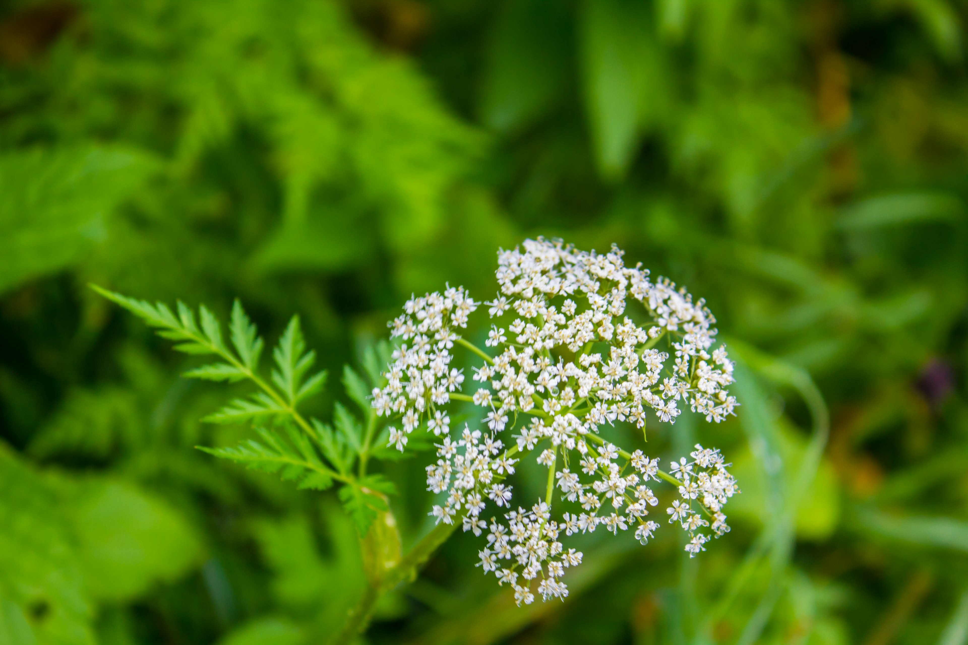 Primo piano di una pianta con fiori bianchi su sfondo verde