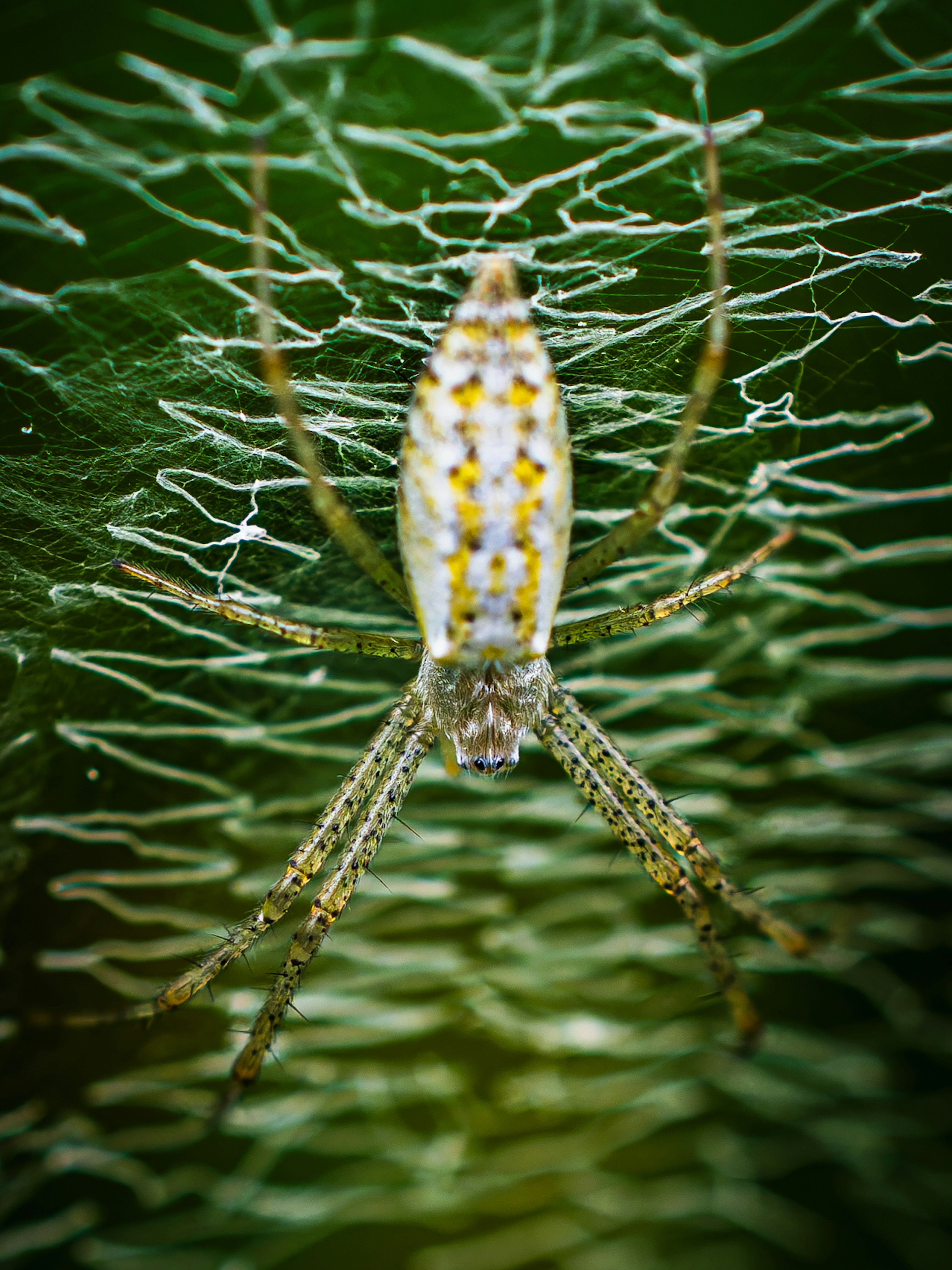 Gros plan d'une araignée blanche sur une toile