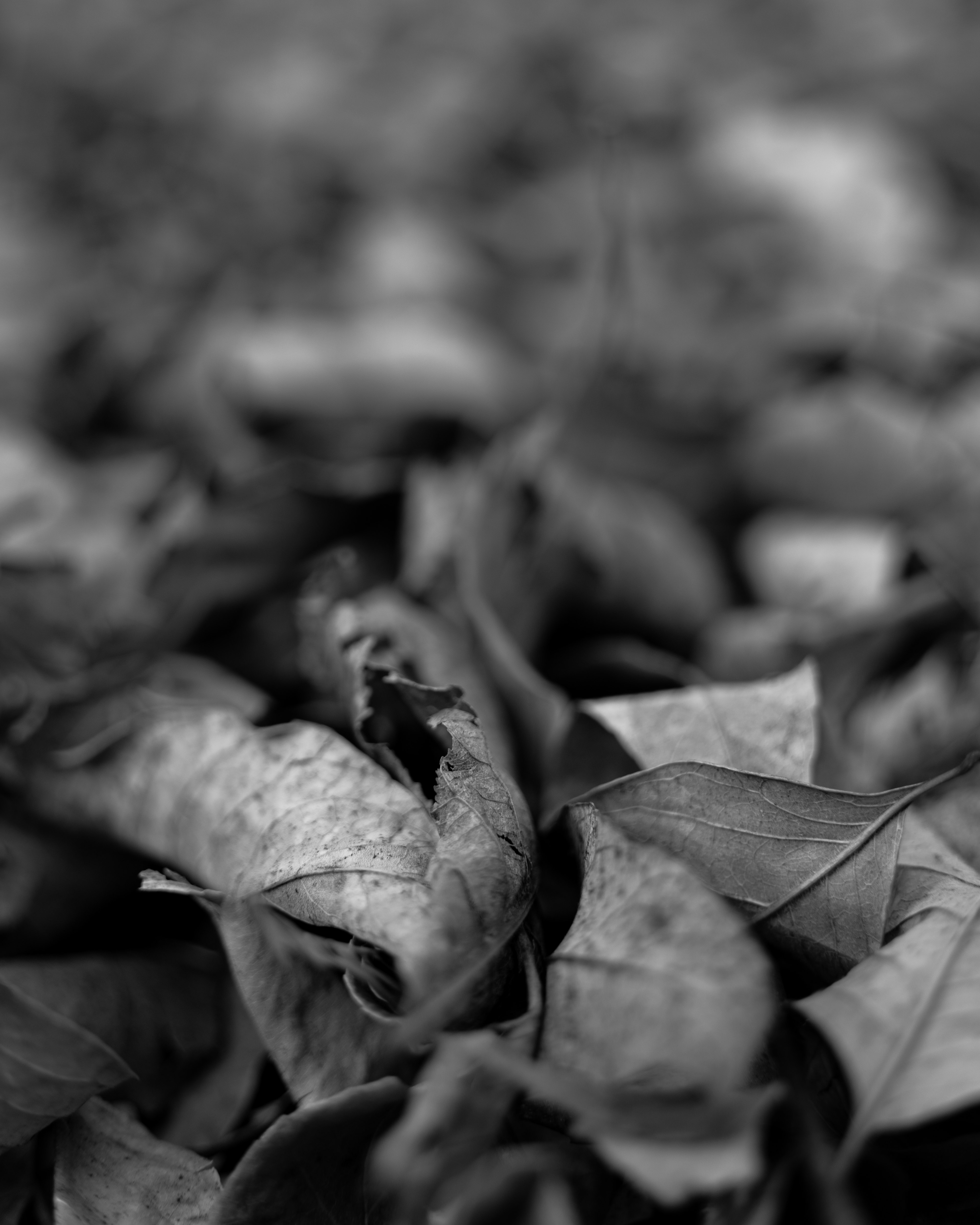 Black and white image of scattered dried leaves on the ground