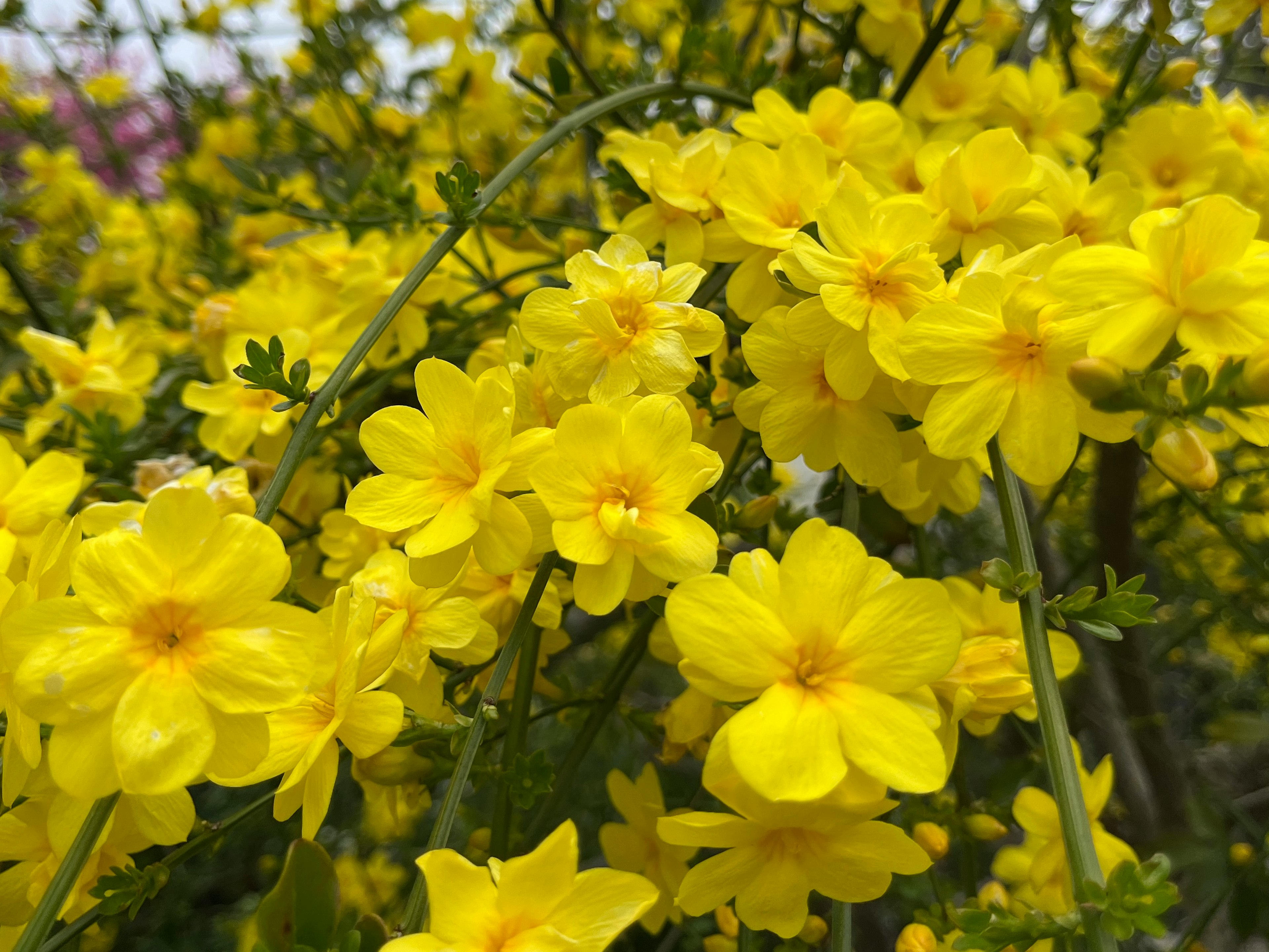 黄色い花が咲いている植物のクローズアップ