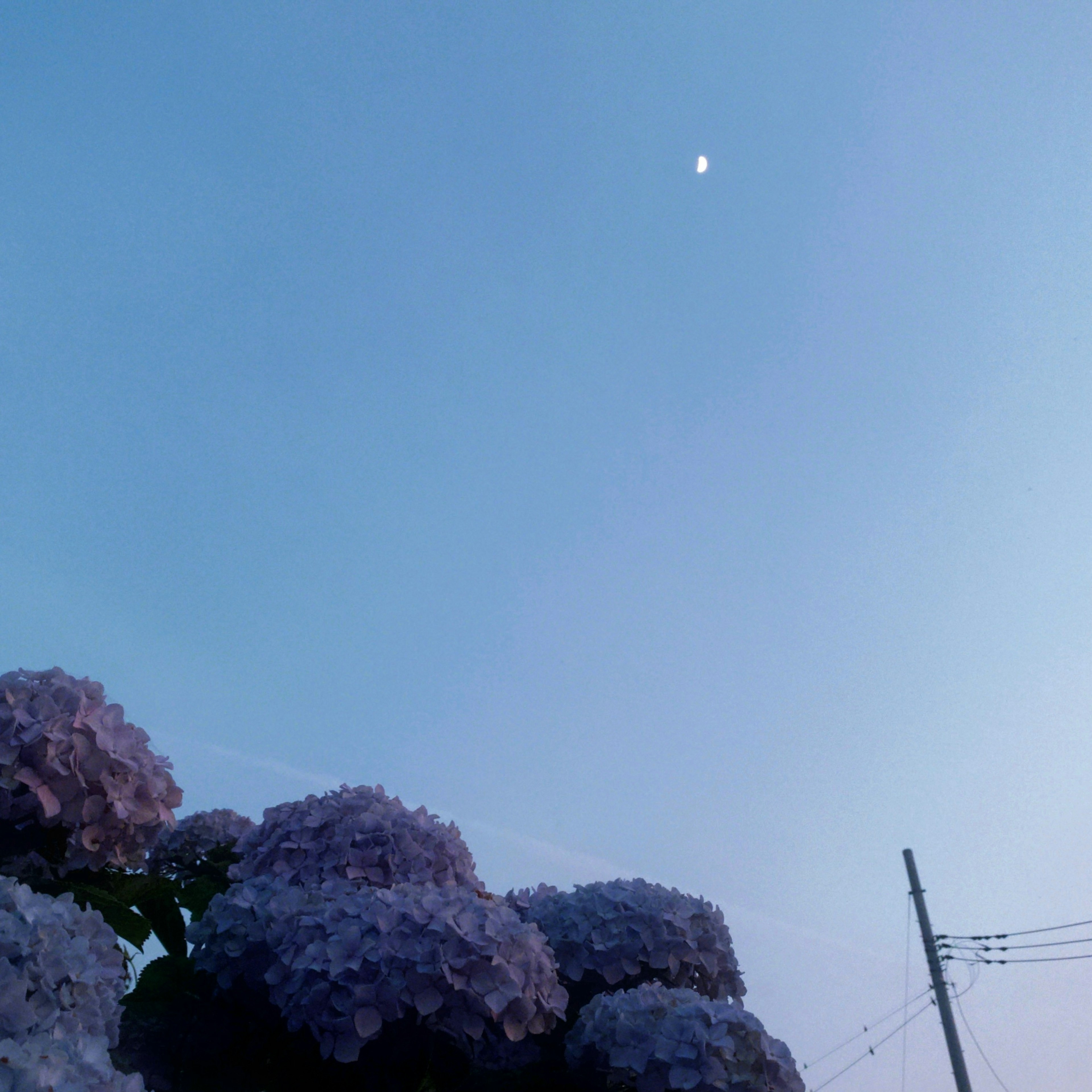 薄紫の花が咲く植物と青い空に浮かぶ月