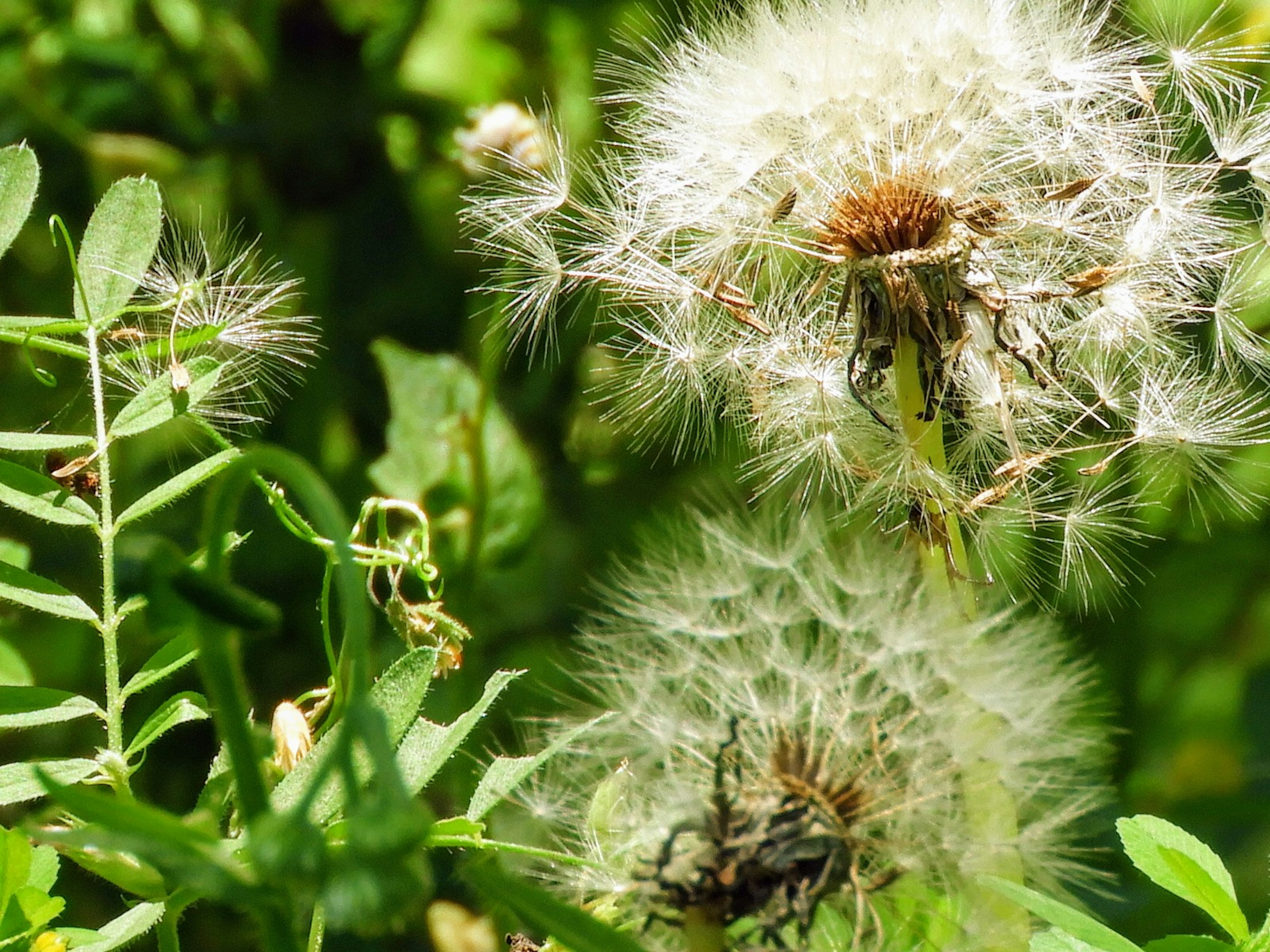 Fluffy white dandelion seeds surrounded by green leaves