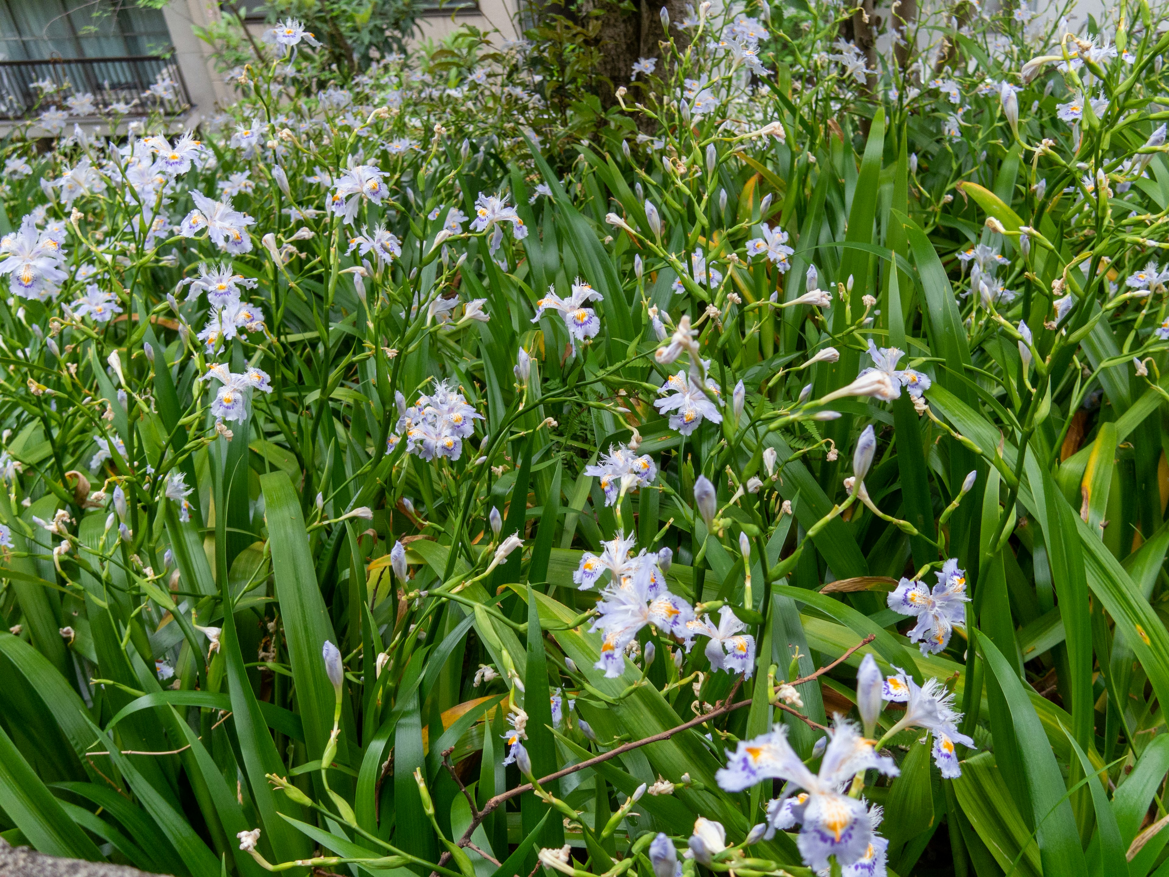 Un paesaggio verde lussureggiante pieno di fiori blu in fiore