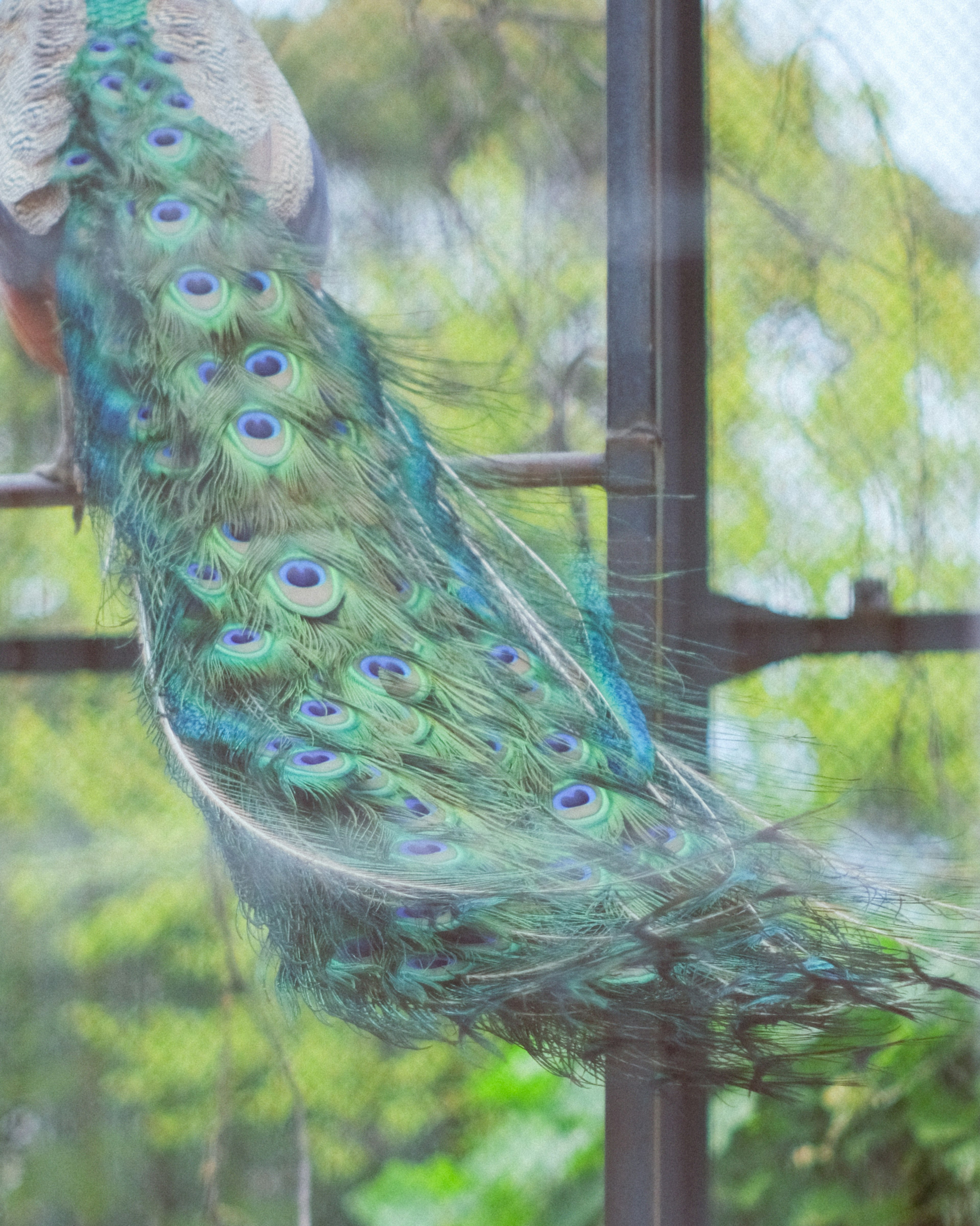 Vibrant peacock tail feathers displayed elegantly