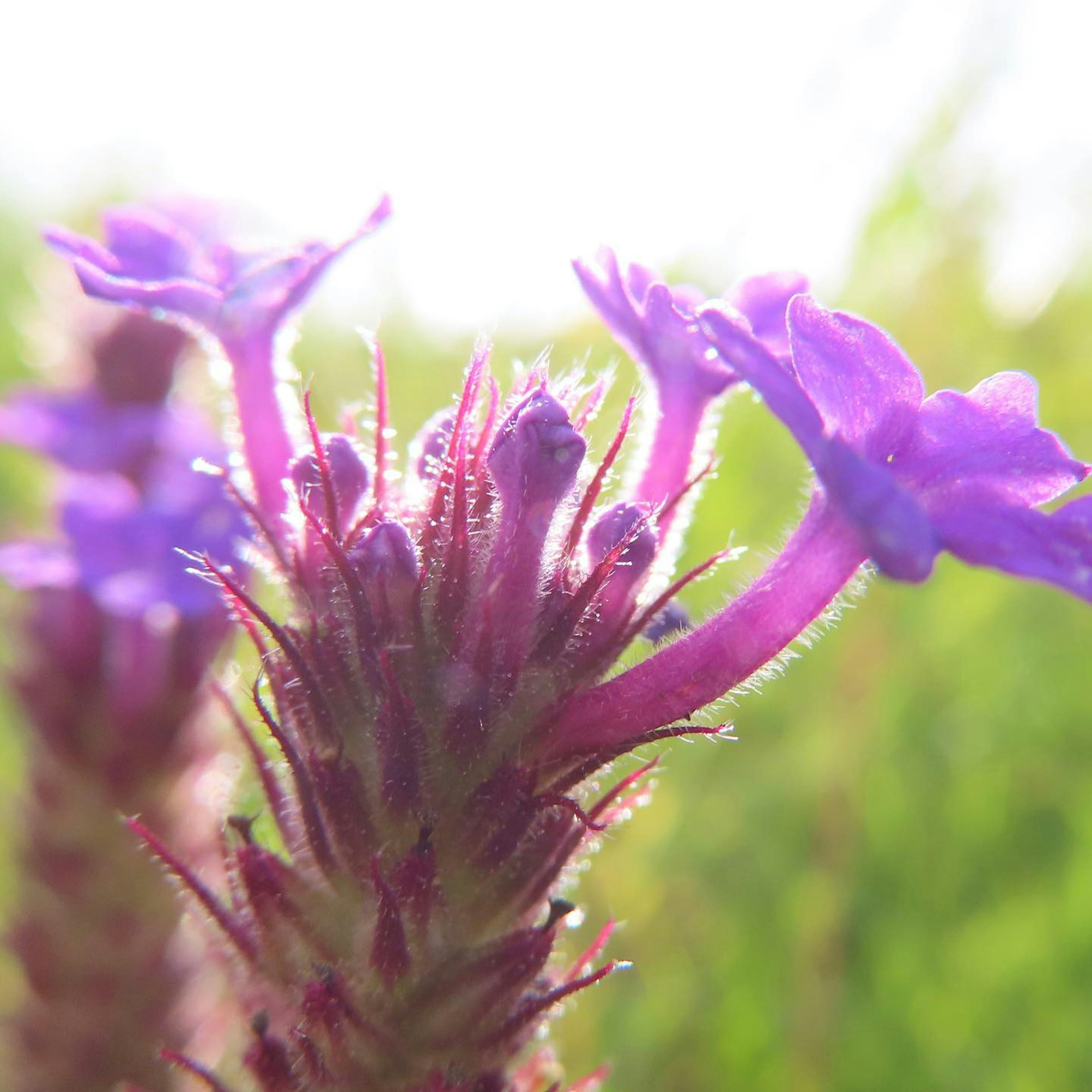 Primer plano de una planta con flores moradas contra un fondo borroso