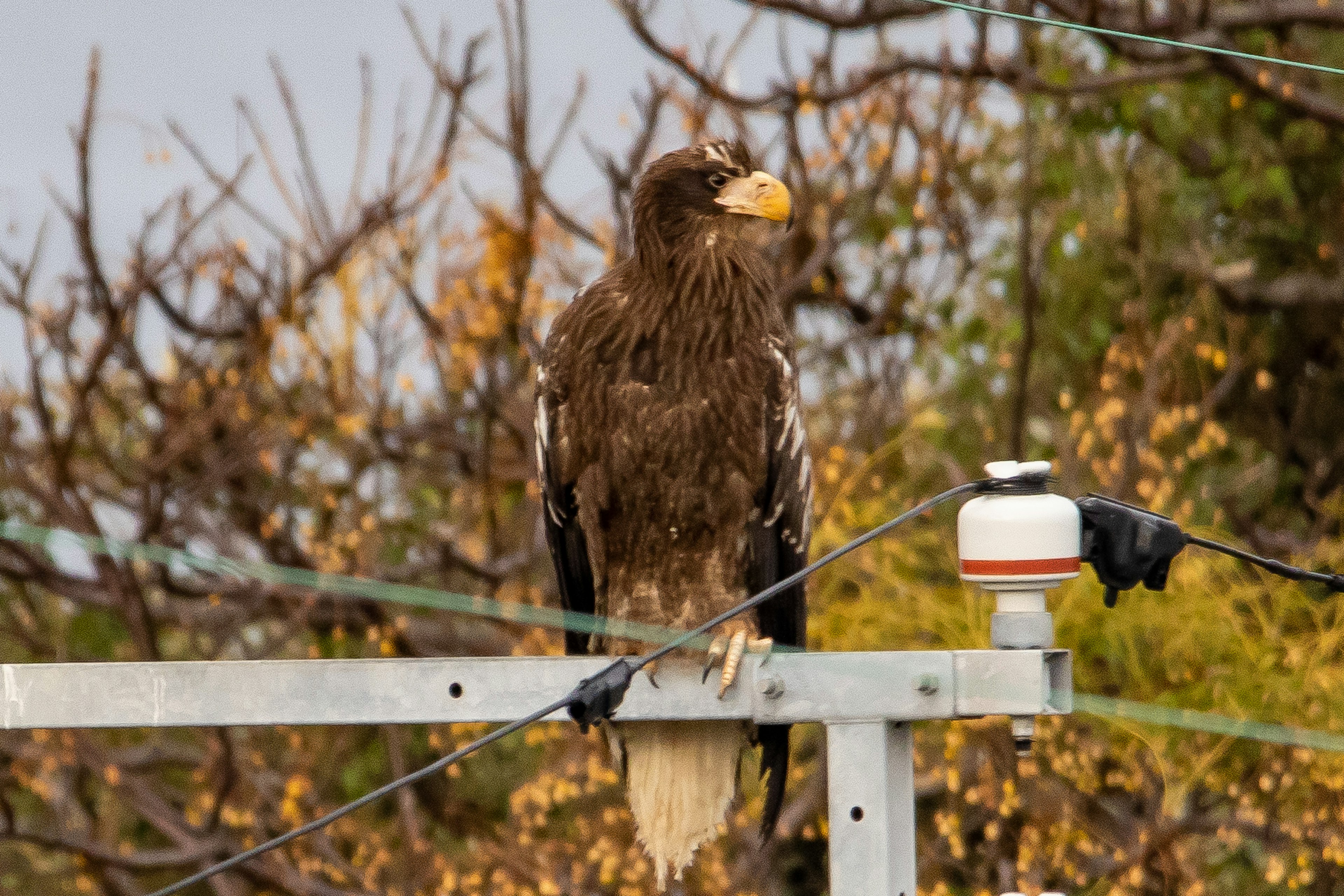 Águila posada en un poste con follaje otoñal de fondo