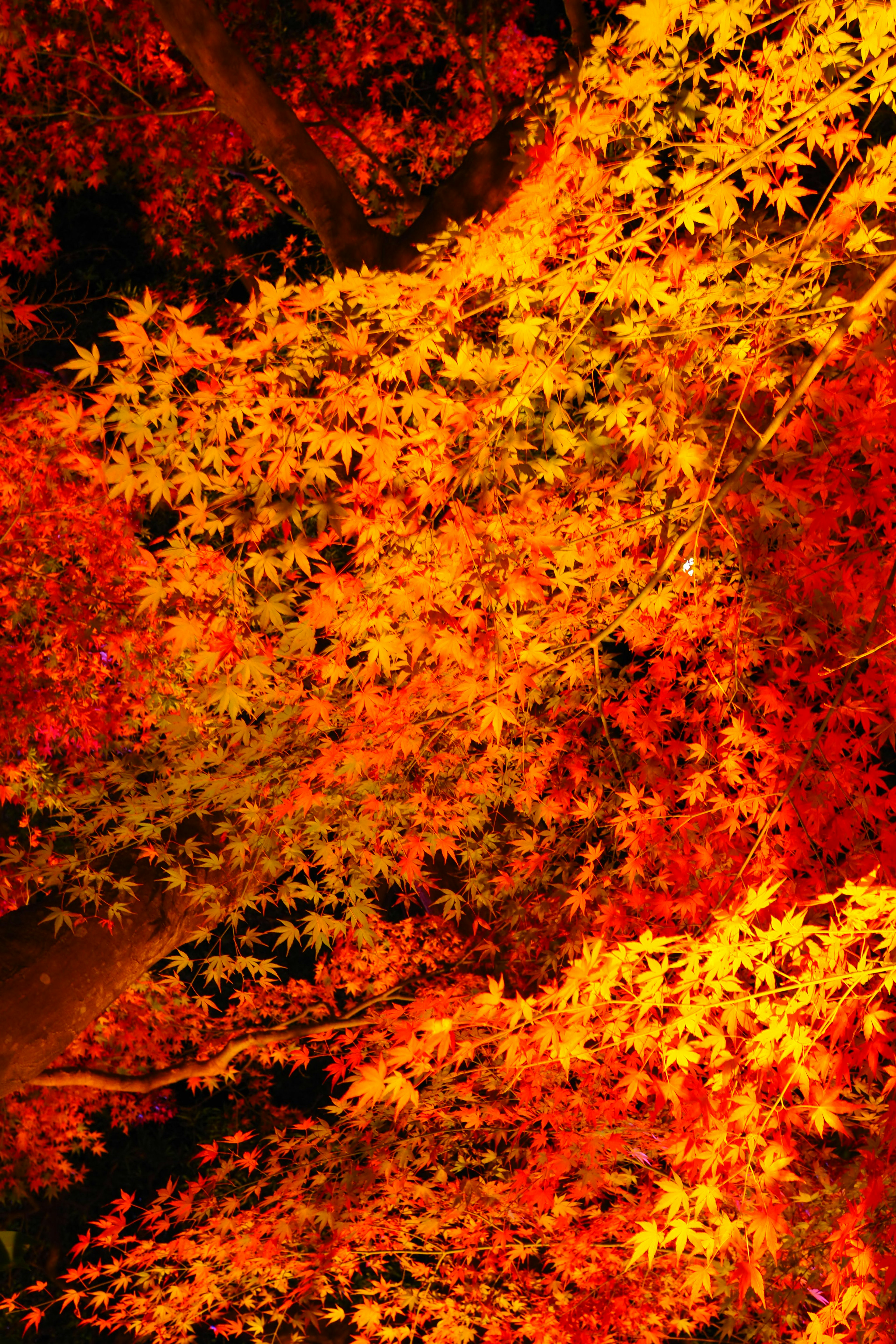 Vibrant orange and yellow autumn leaves overlapping