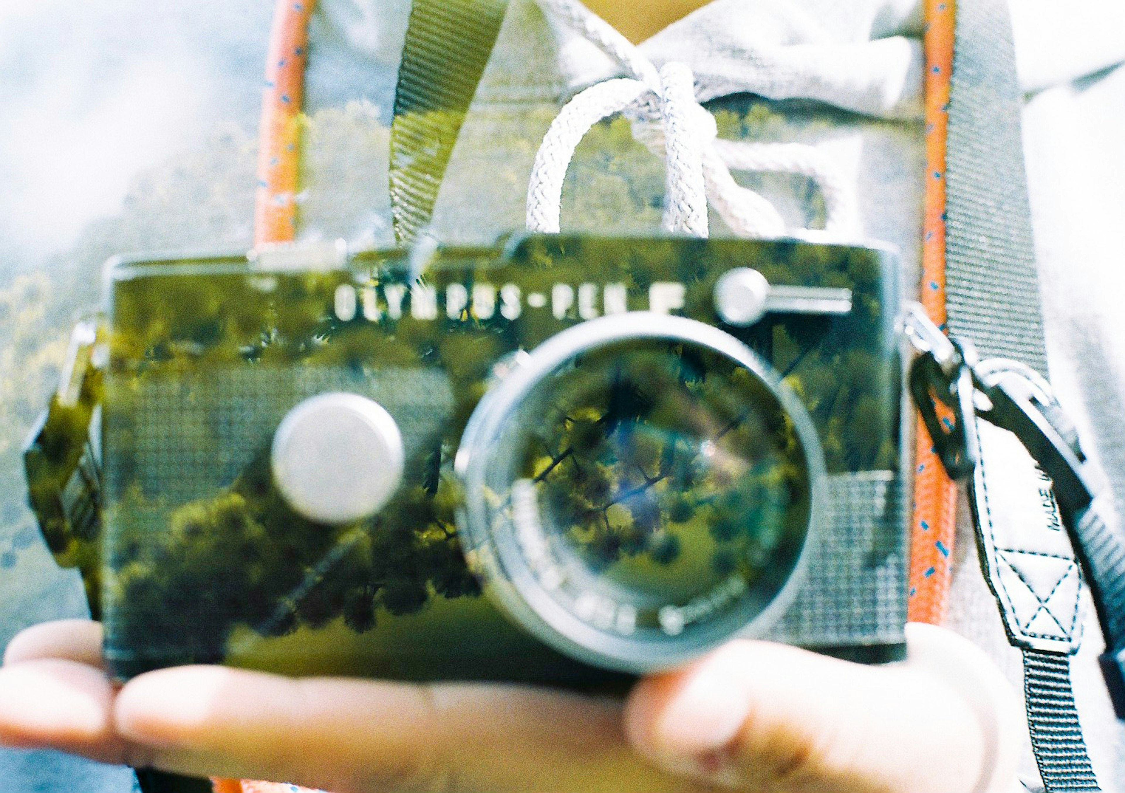 Person holding an Olympus camera with blurred nature in the foreground and background