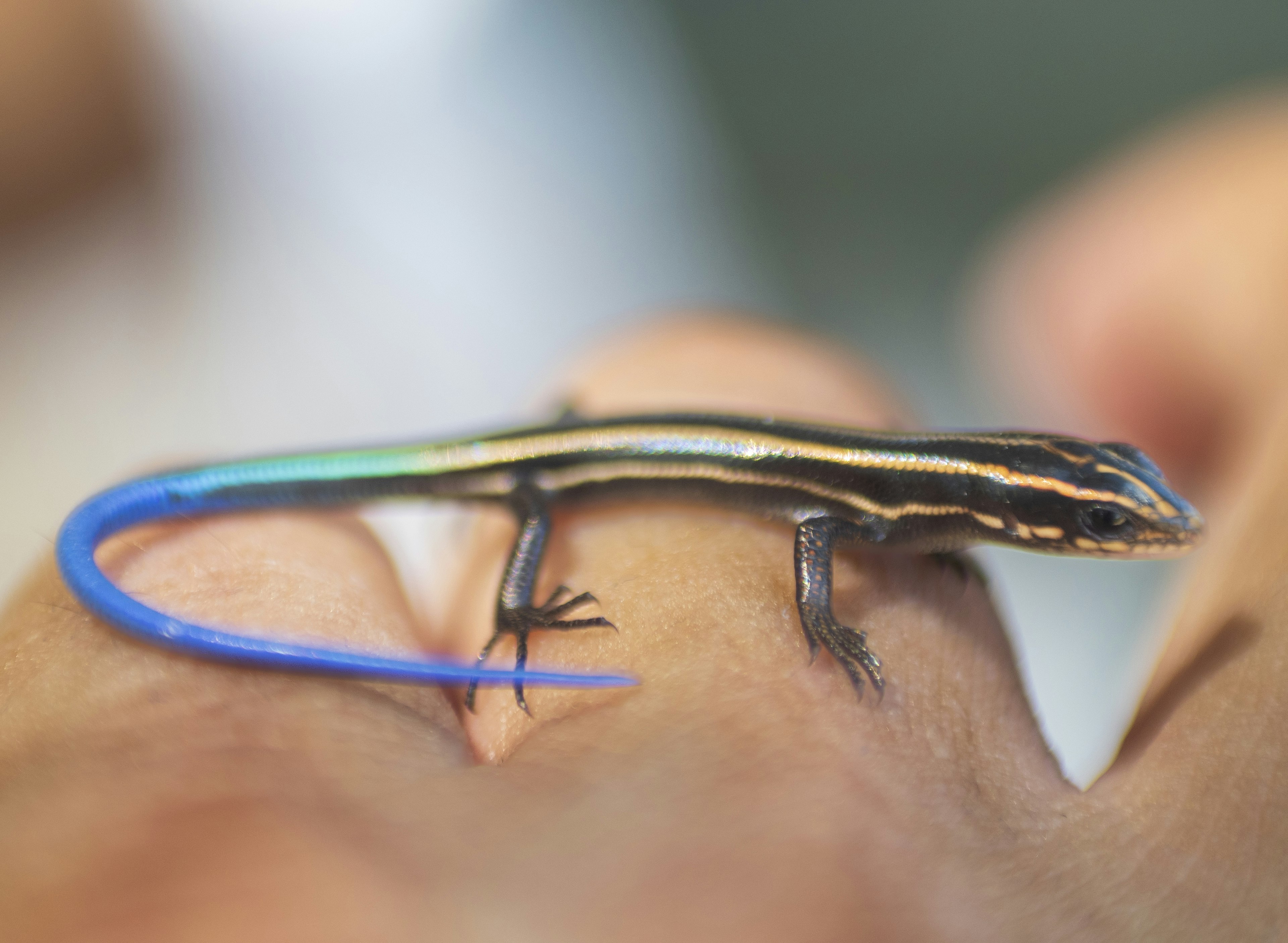 A slender lizard with a blue tail resting on a person's finger