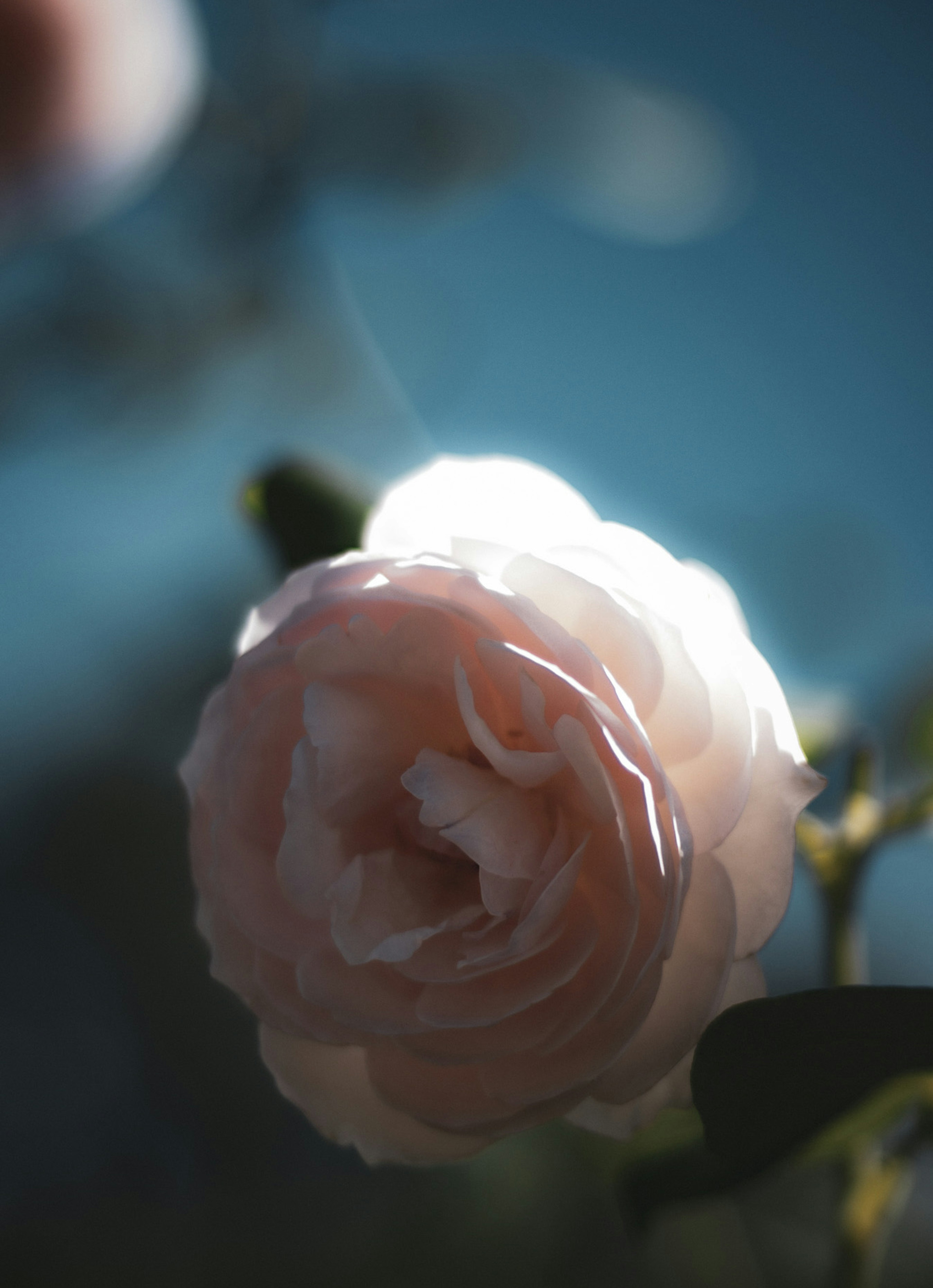 Soft pink rose flower against a blue background