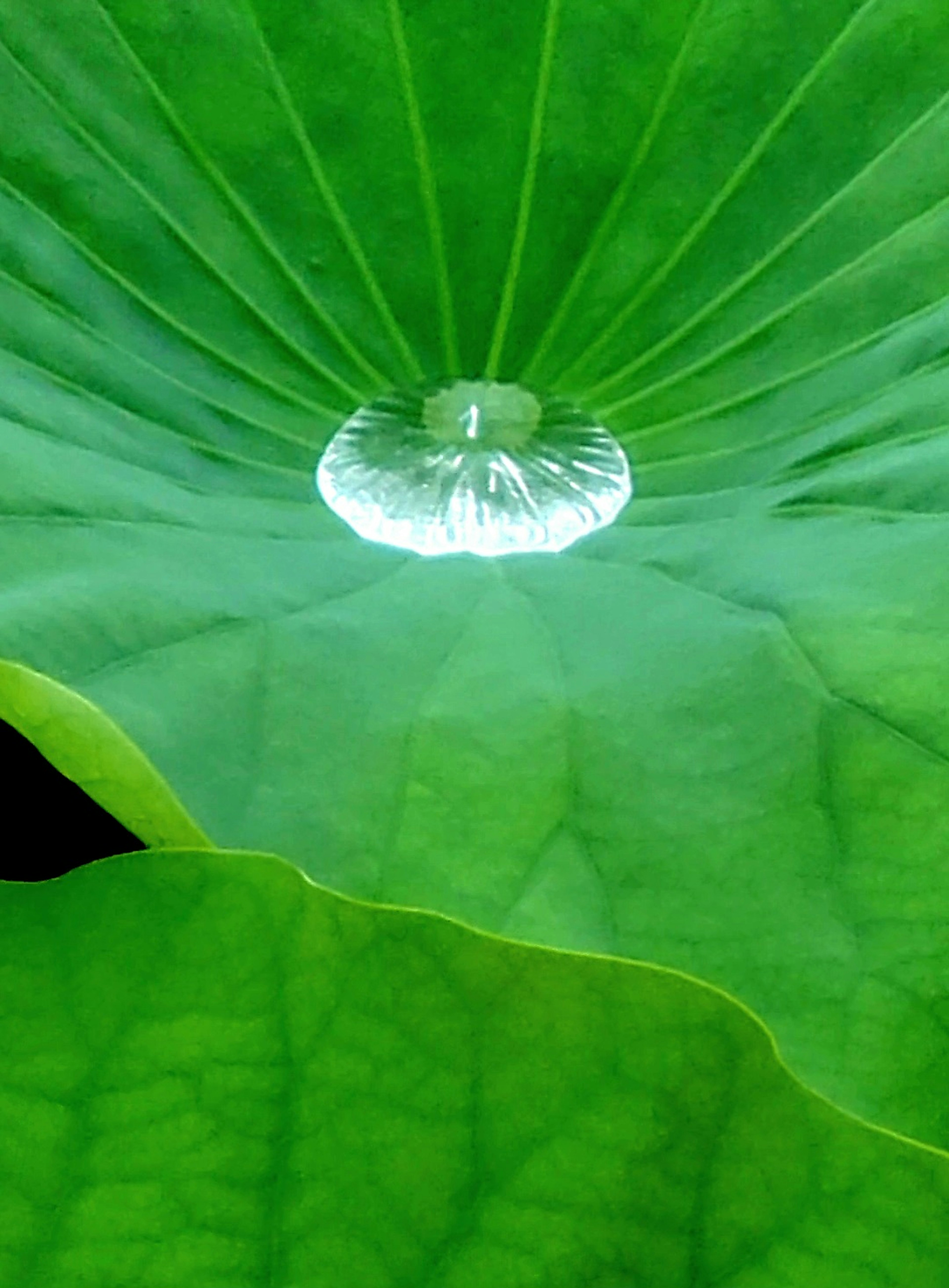 Una goccia d'acqua su una foglia di loto verde