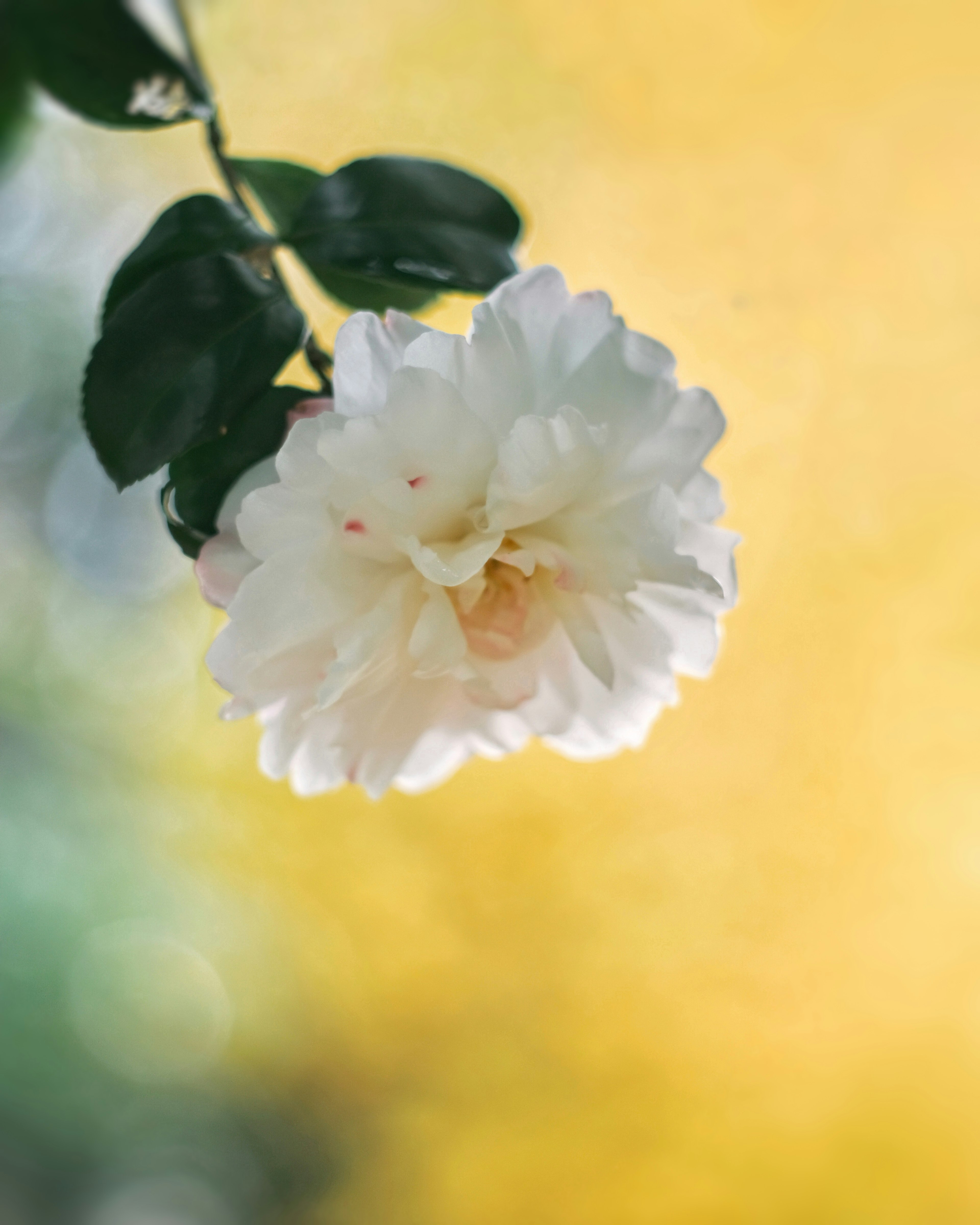 Una hermosa flor blanca sobre un fondo amarillo