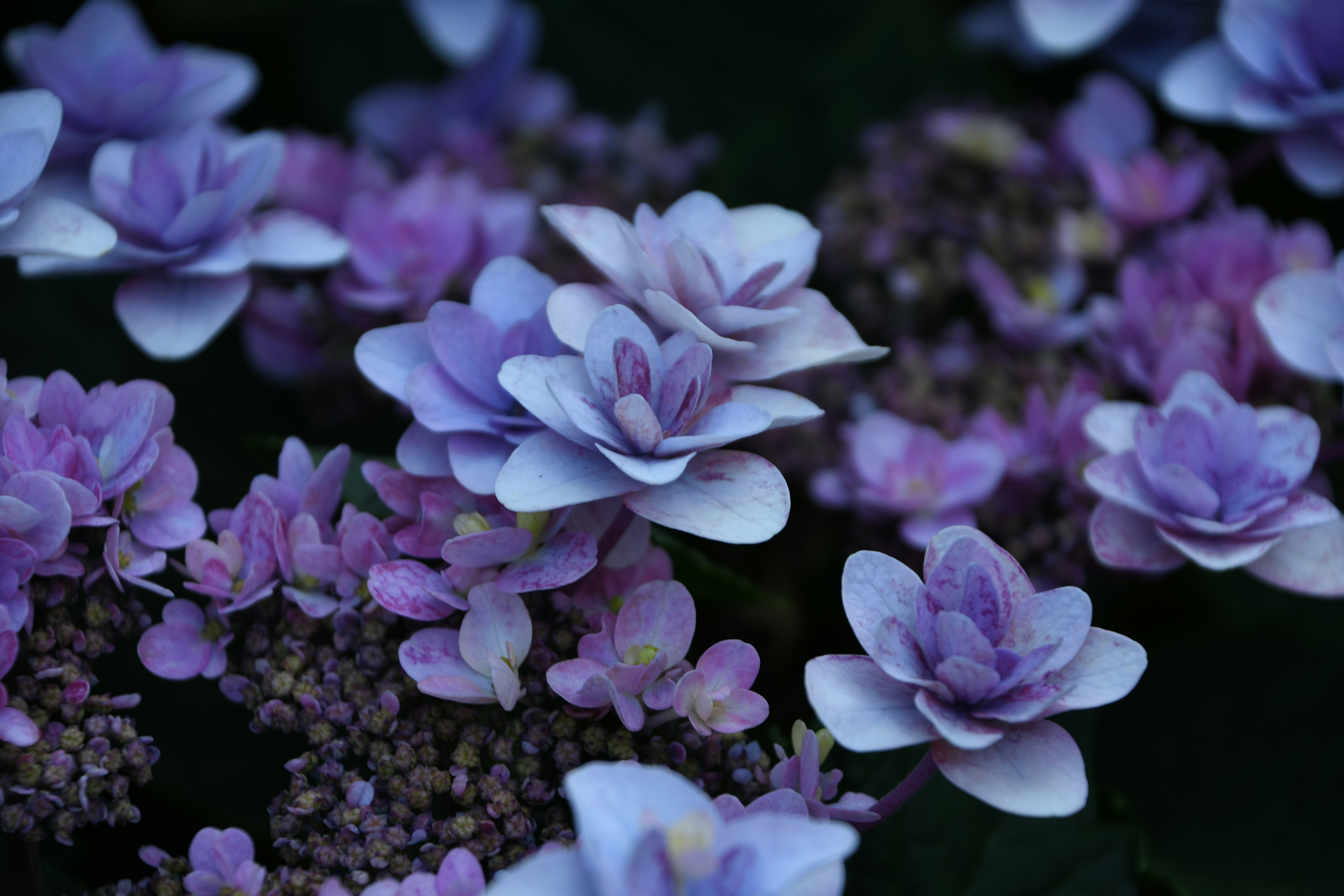 紫色の花と白い花が混ざった美しいハイドランジア