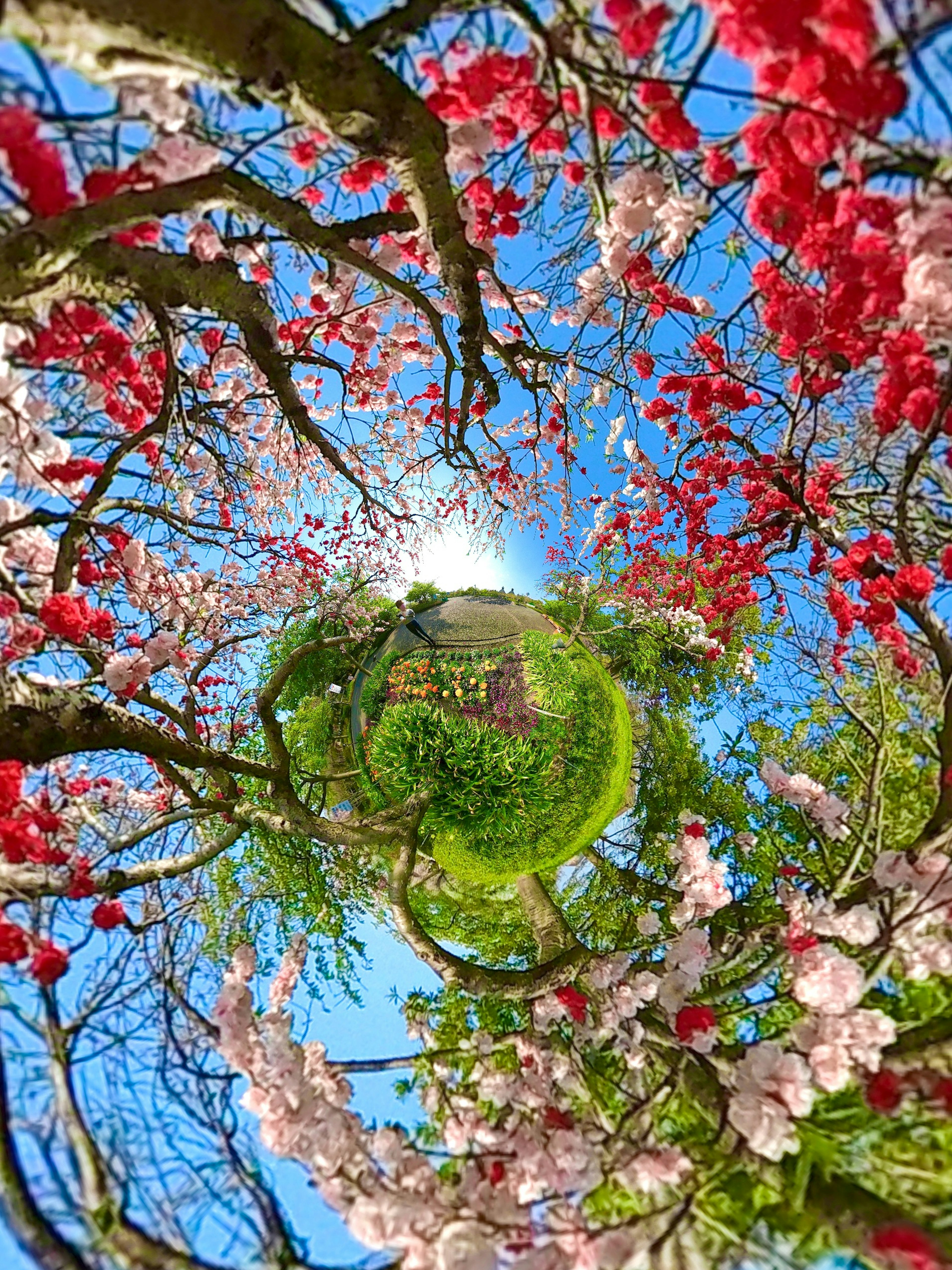 Pemandangan indah pohon sakura berwarna-warni di latar belakang langit biru