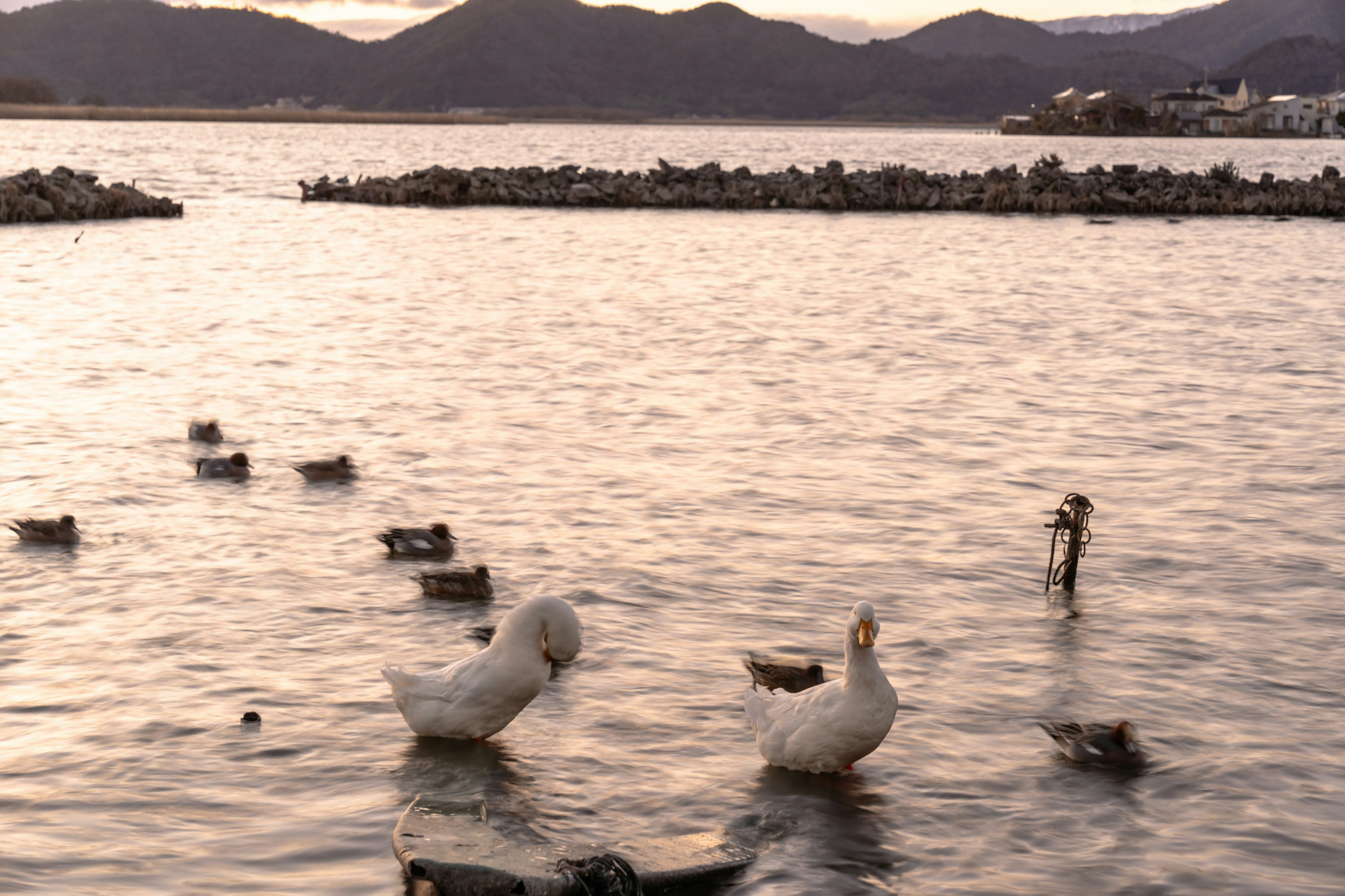 湖の水面に浮かぶ白い白鳥とカモたちの群れ