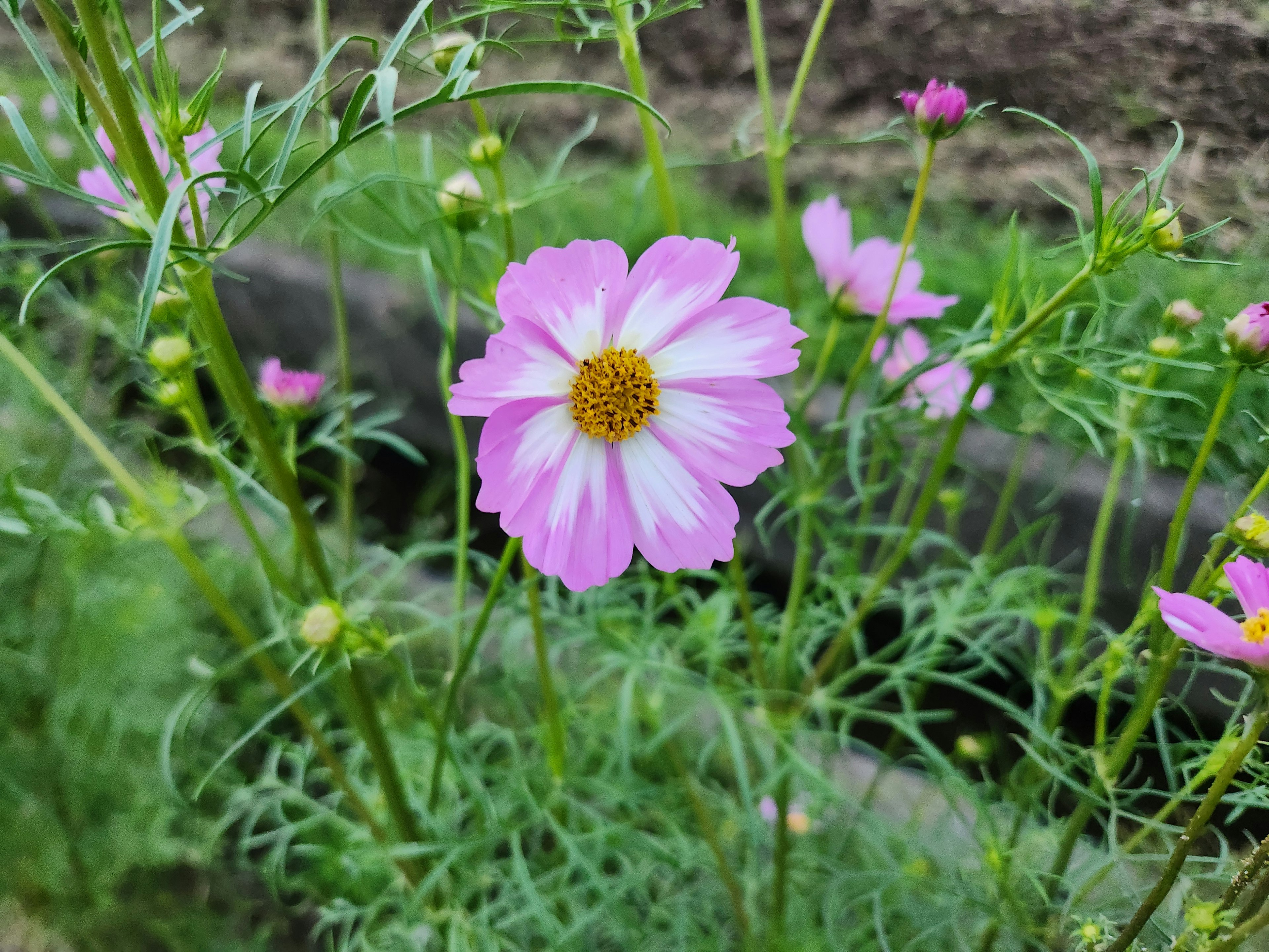 ピンクのコスモスの花が咲いている庭の風景