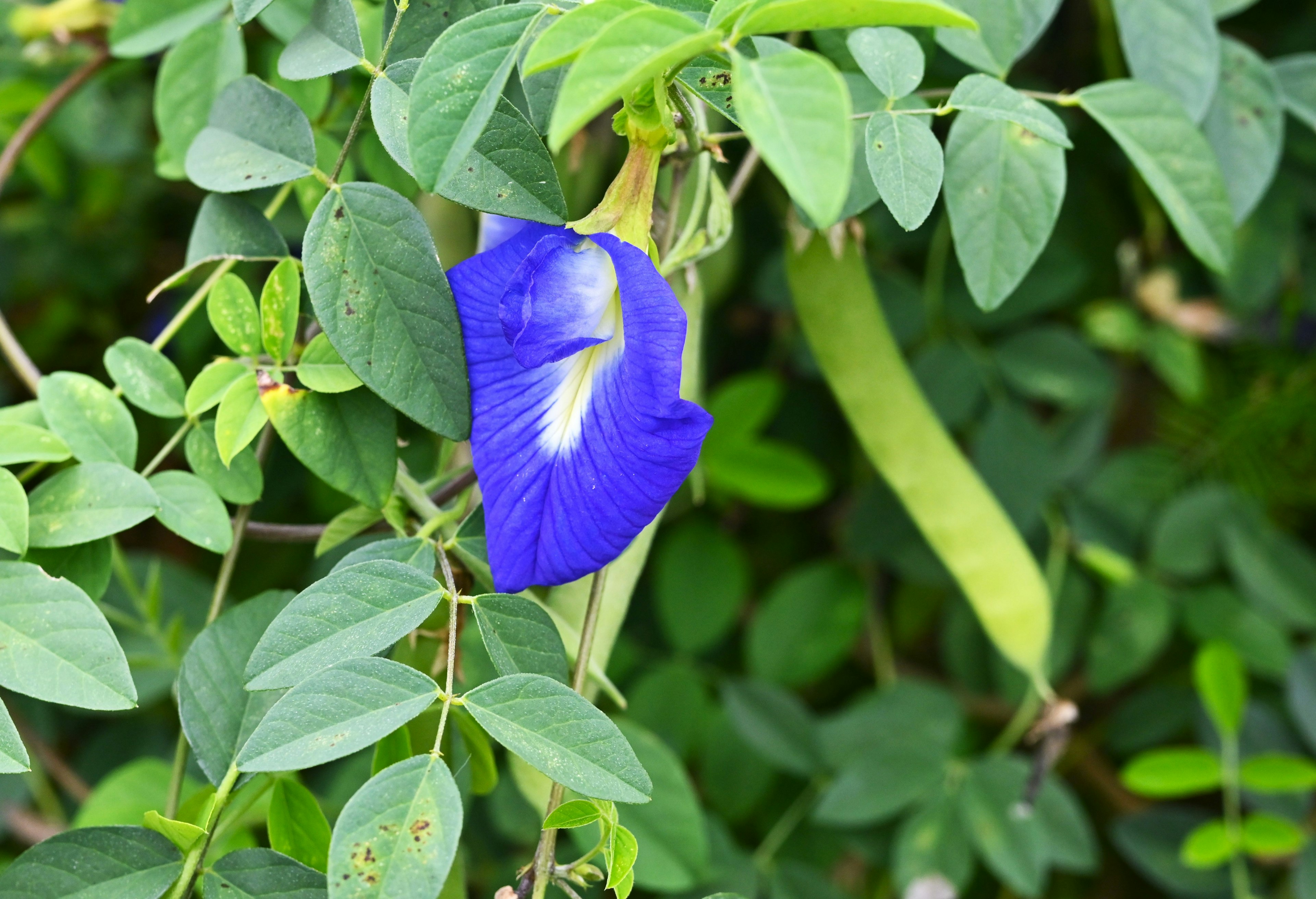 Une fleur bleue en forme de papillon entourée de feuilles vertes