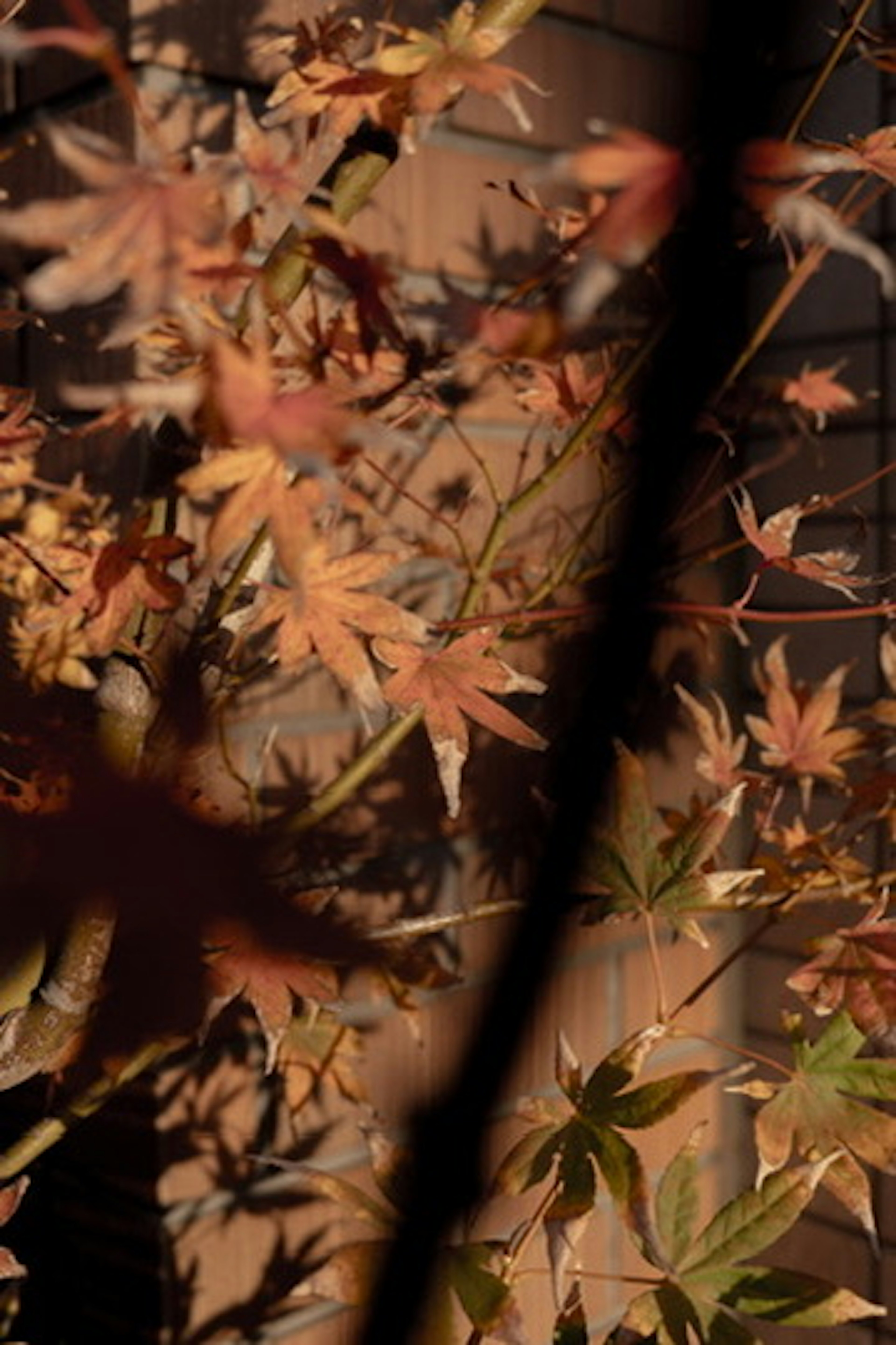 秋の紅葉した葉と背景の木の幹