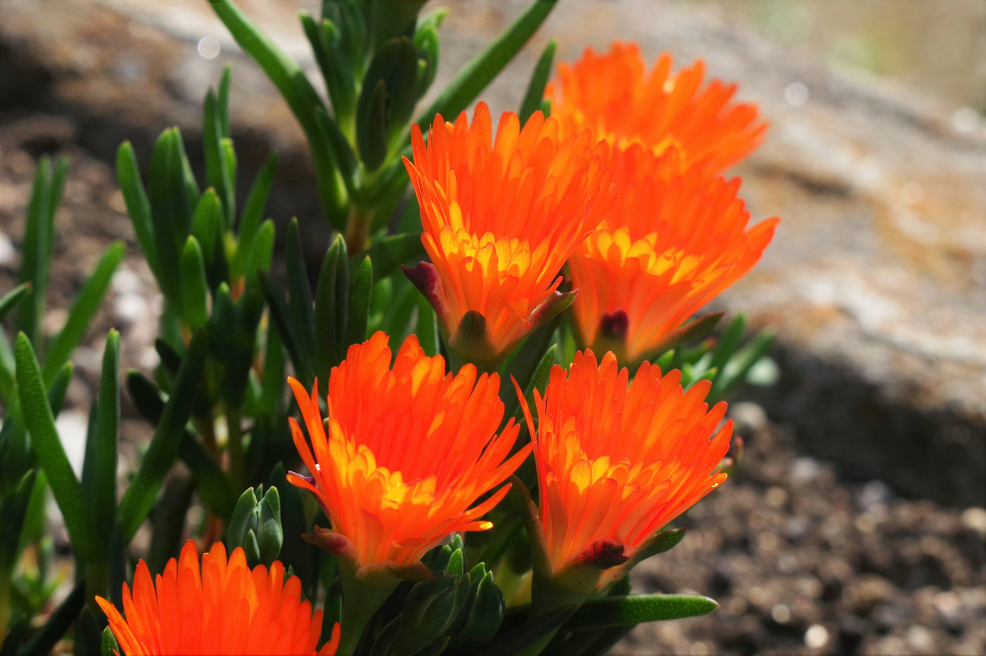 Primer plano de una planta suculenta con flores naranjas vibrantes