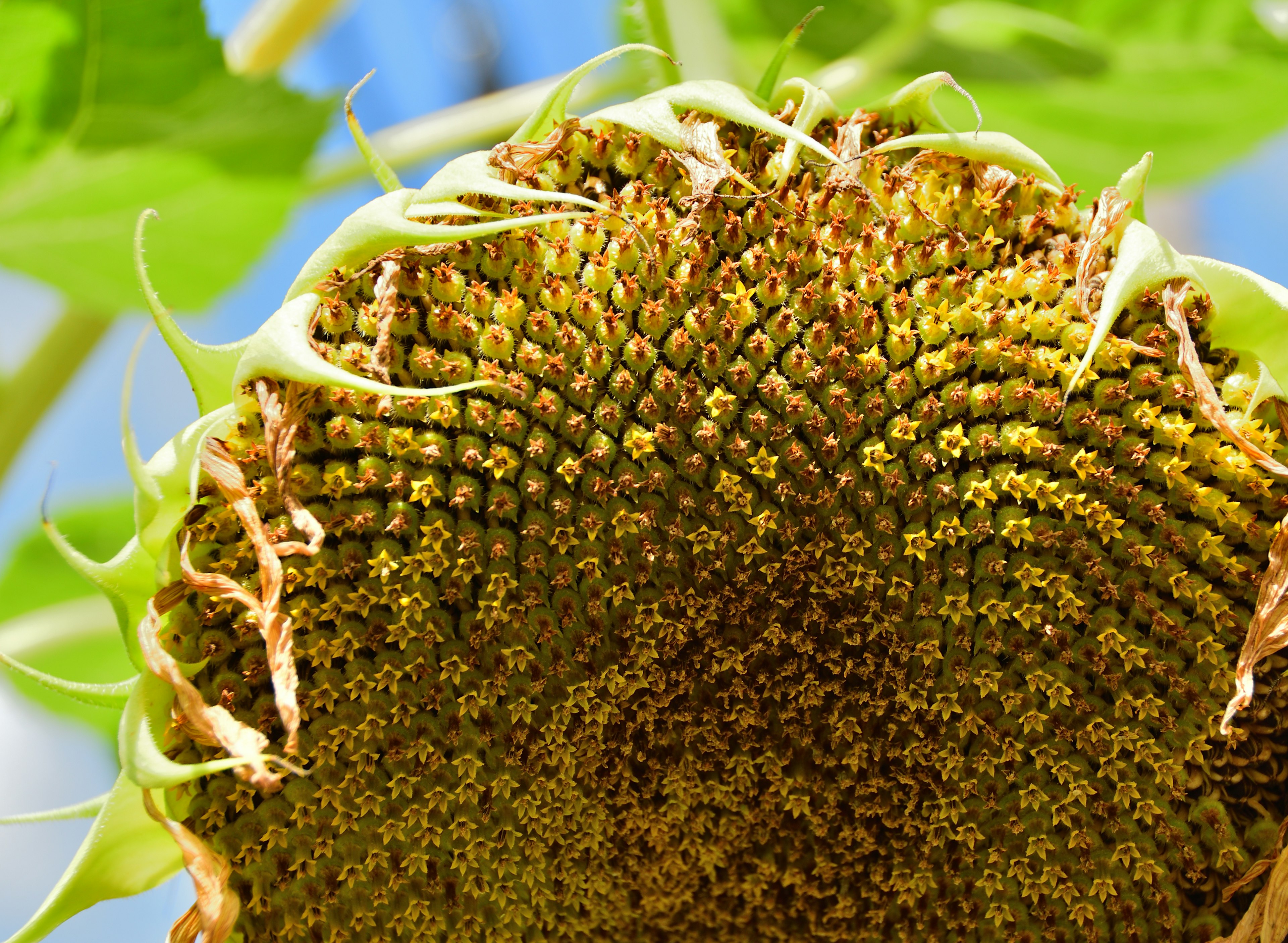 ひまわりの花の中心部のクローズアップ緑色と黄色のトーン