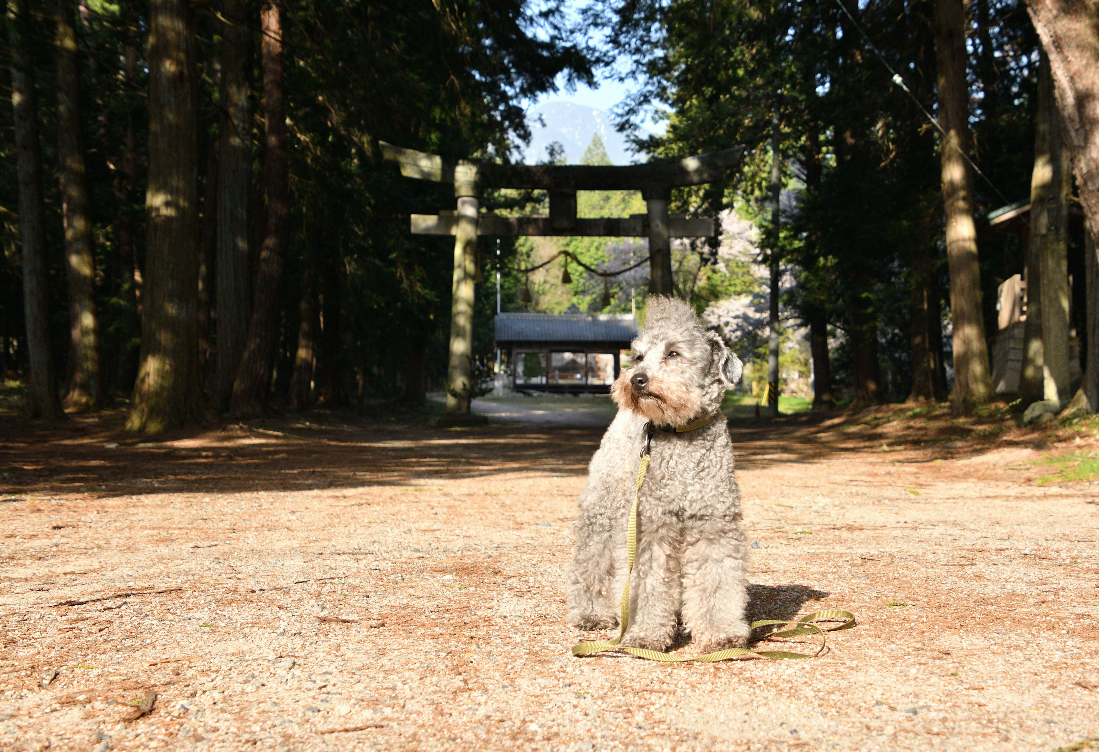 Chó schnauzer đứng trên đường với cổng torii ở phía sau