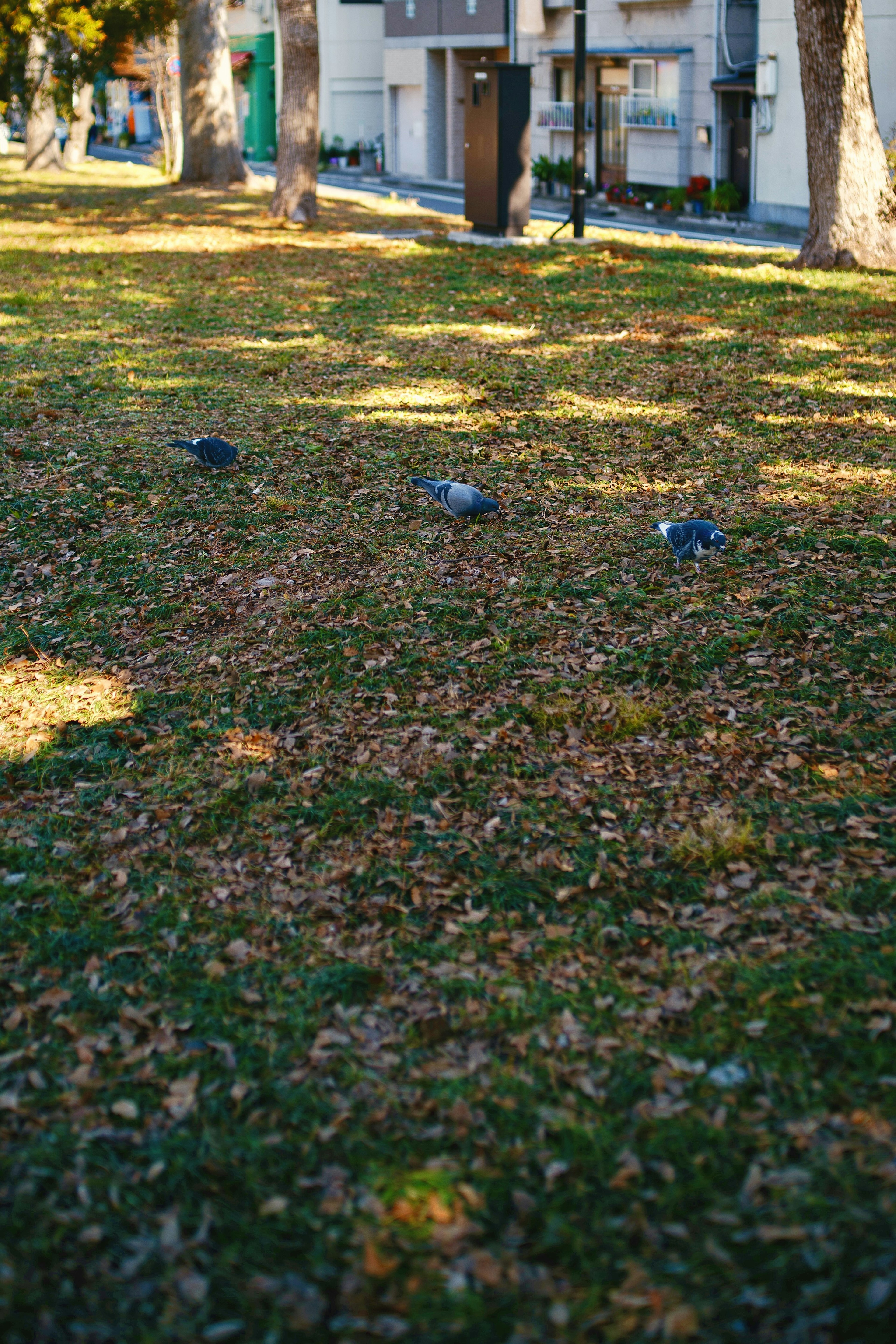 公園の地面に落ち葉が敷き詰められた中で数羽の鳩が餌を探している様子