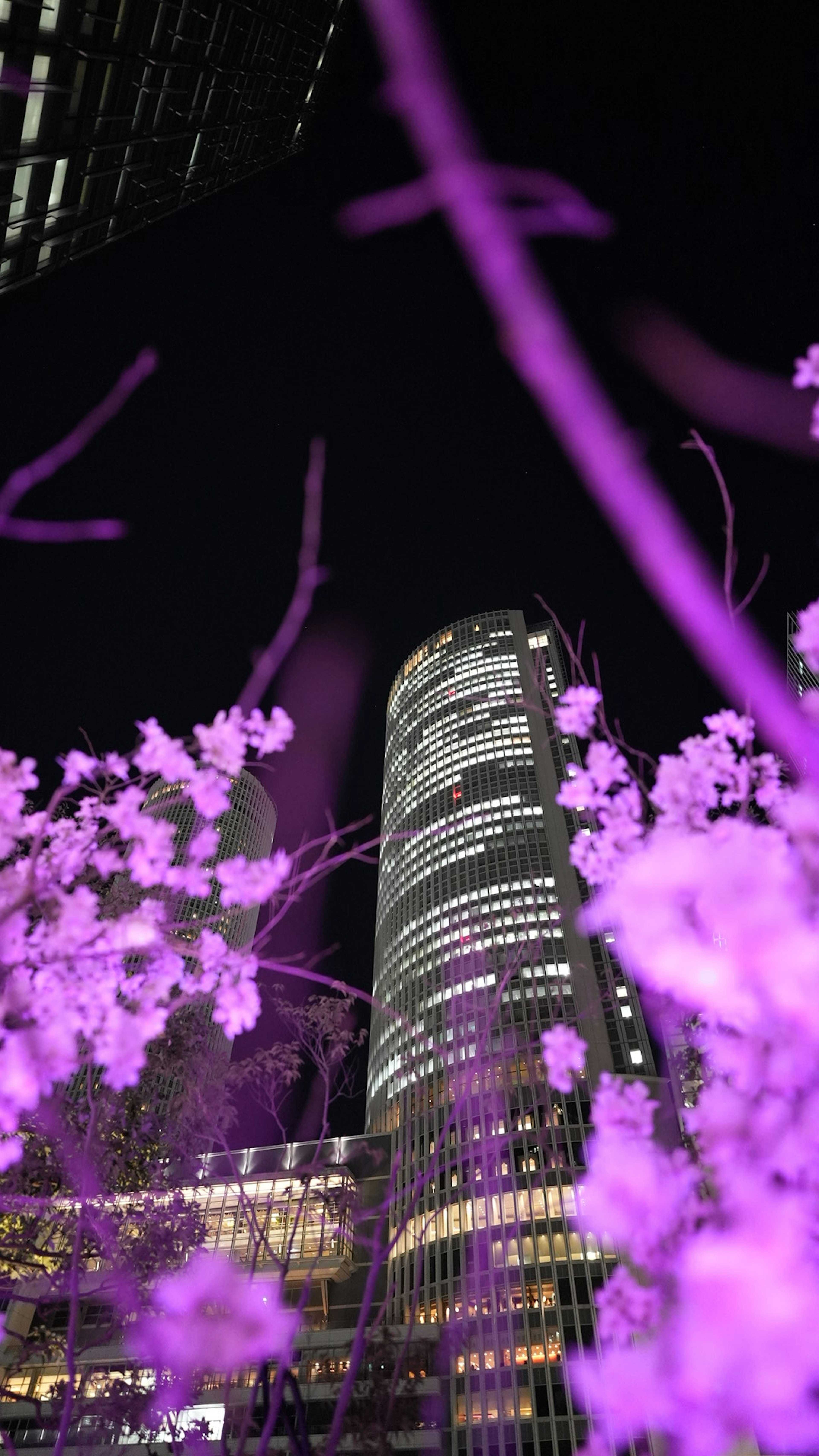 Contraste de fleurs violettes contre un gratte-ciel la nuit