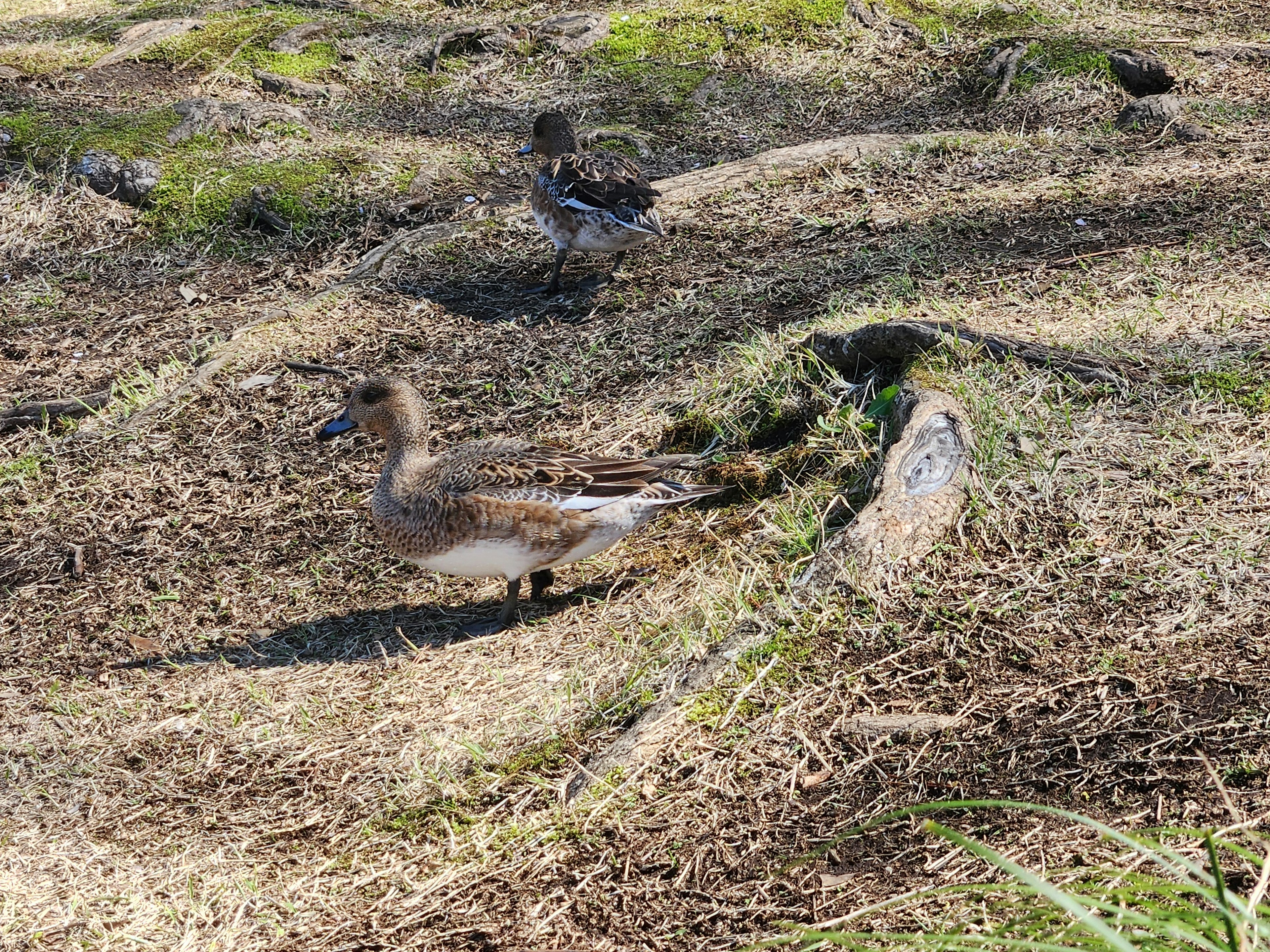 Un tipo de pato de pie sobre un terreno cubierto de hierba con el paisaje circundante