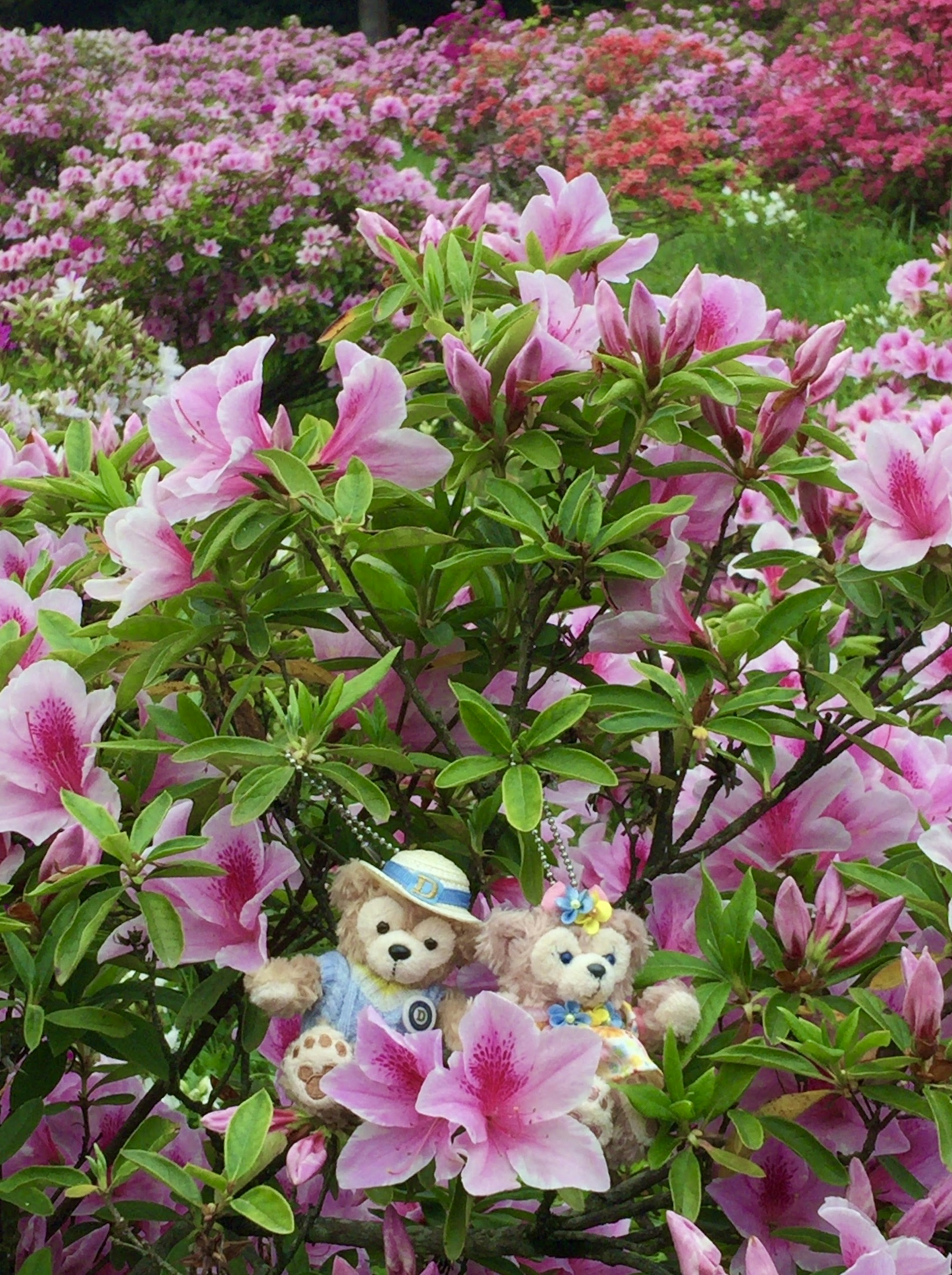 Une paire d'ours en peluche entourée de fleurs roses