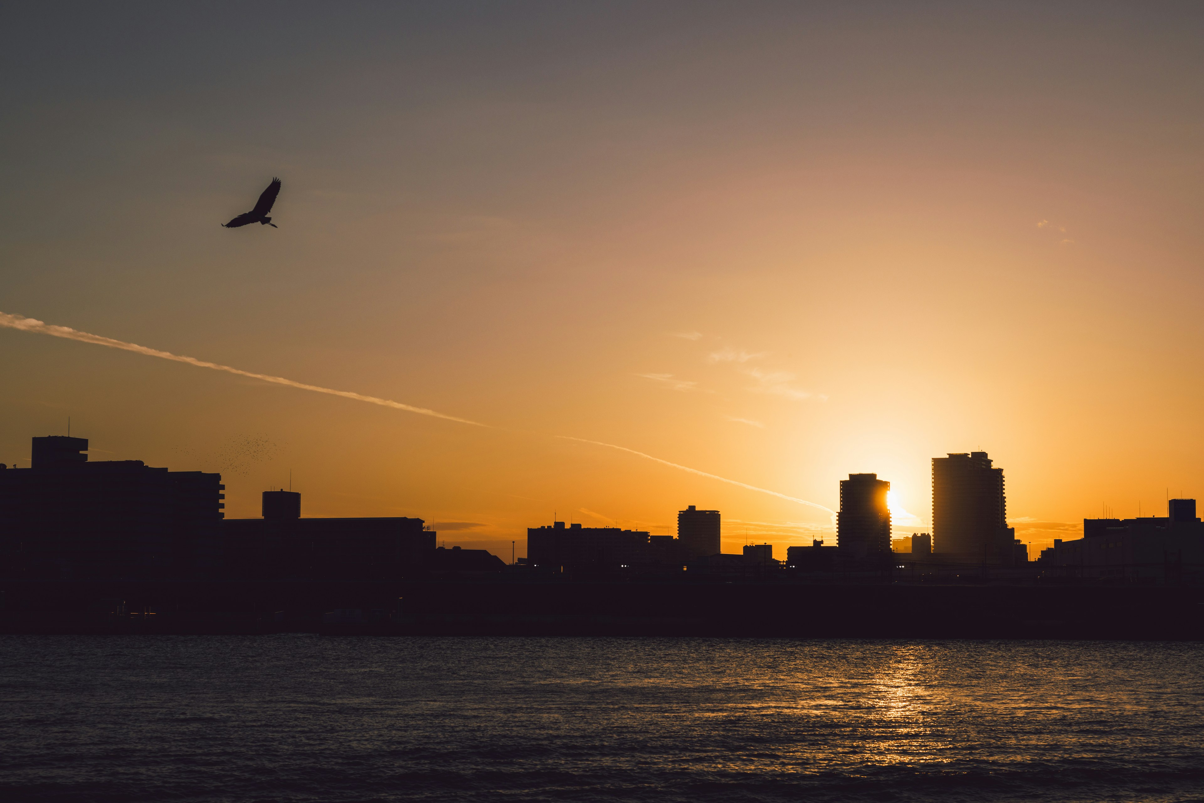 夕日が沈むシルエットの都市の景色と飛ぶ鳥