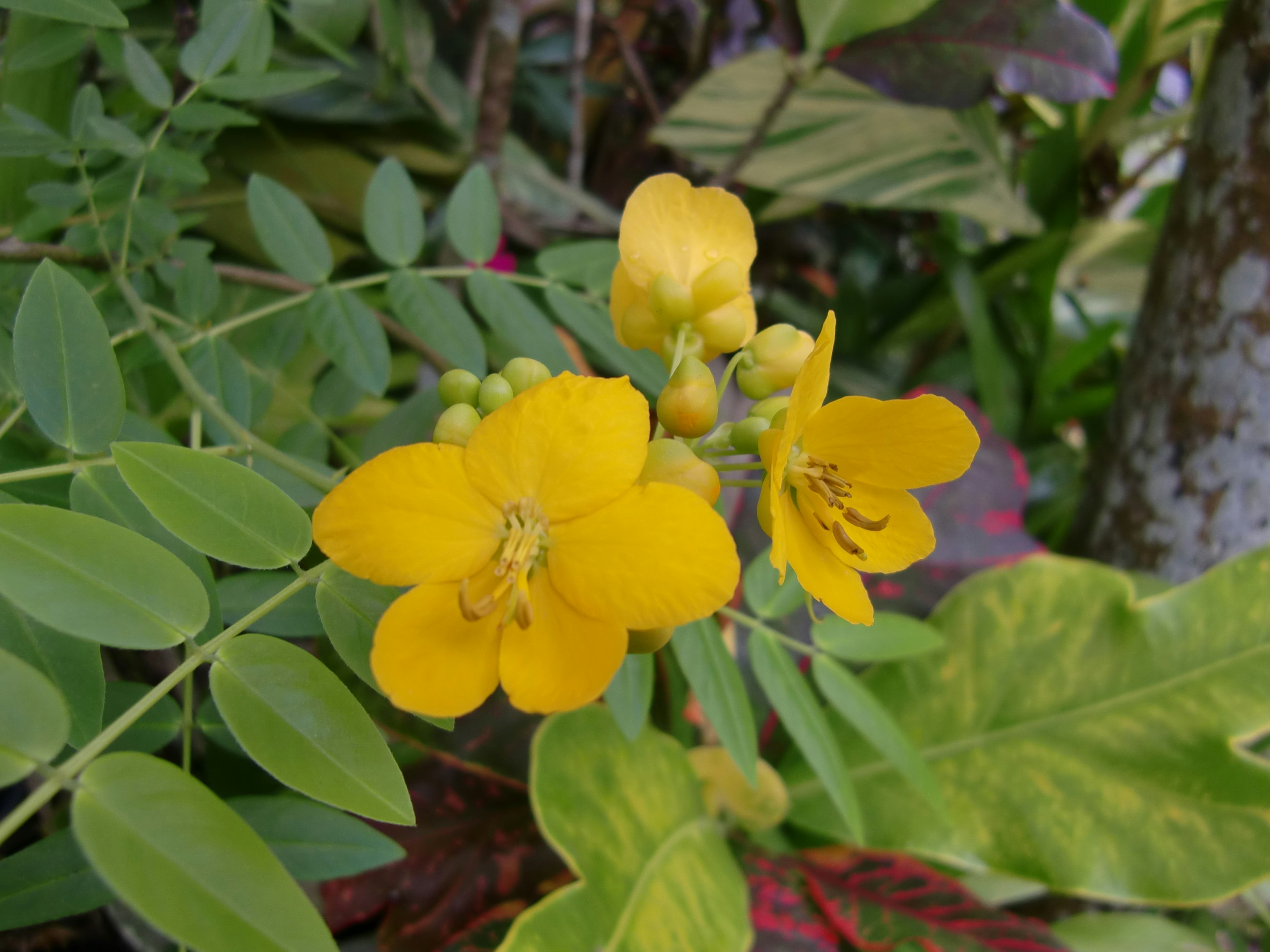 特写的植物，黄色花朵和绿色叶子