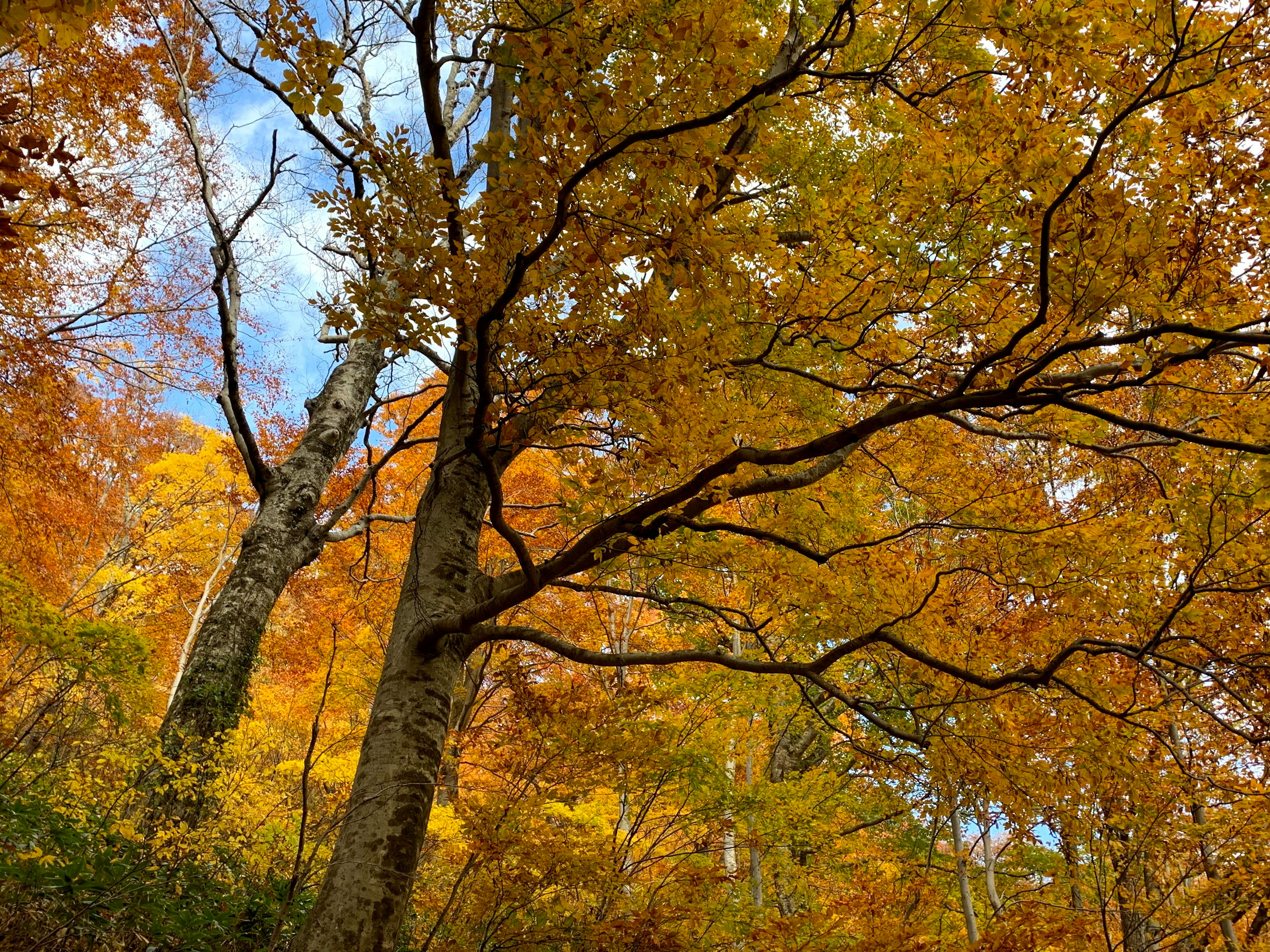 Ramas de árboles en colores de otoño con cielo azul