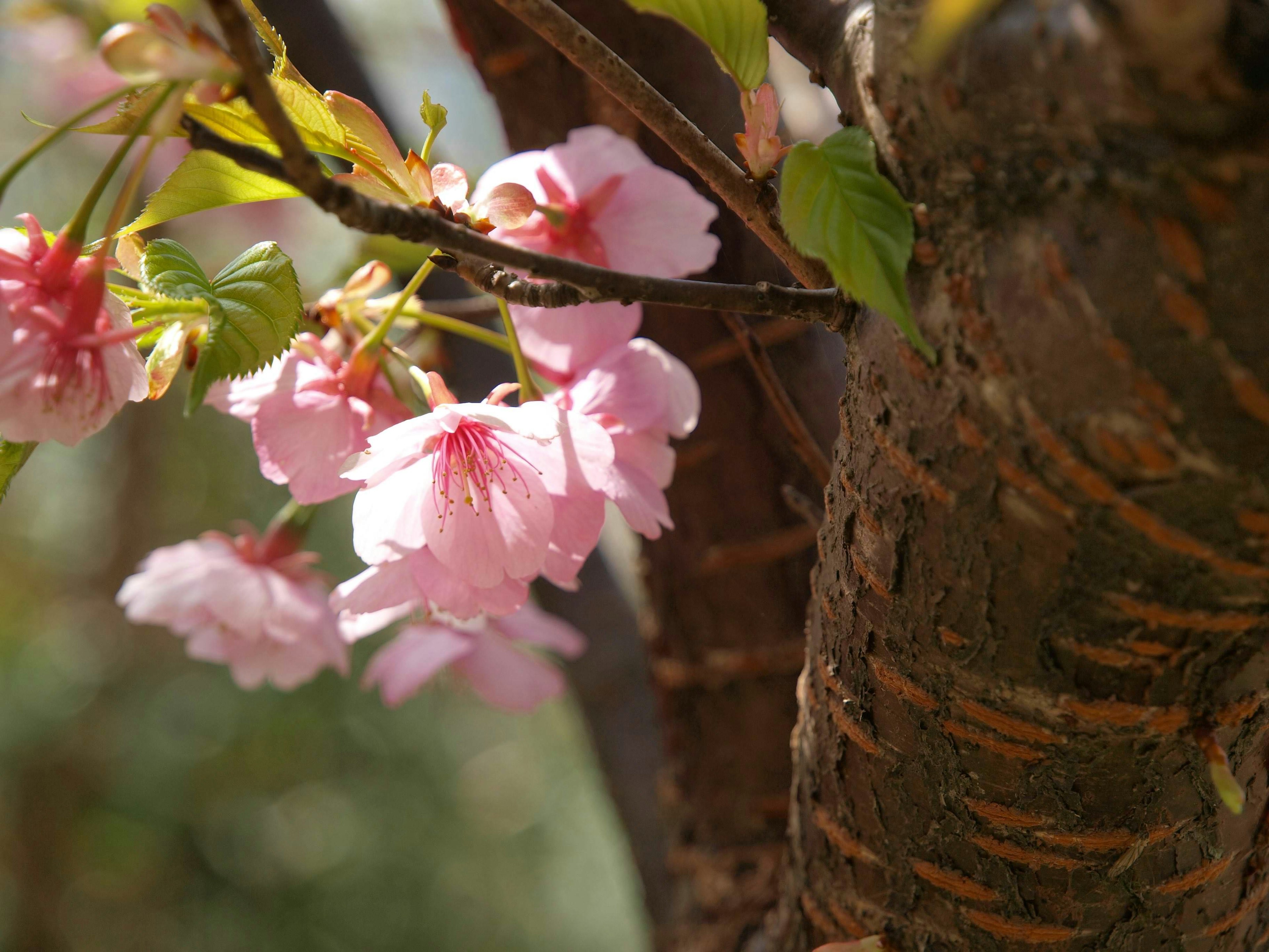 桜の花びらが咲いている木の近くのクローズアップ