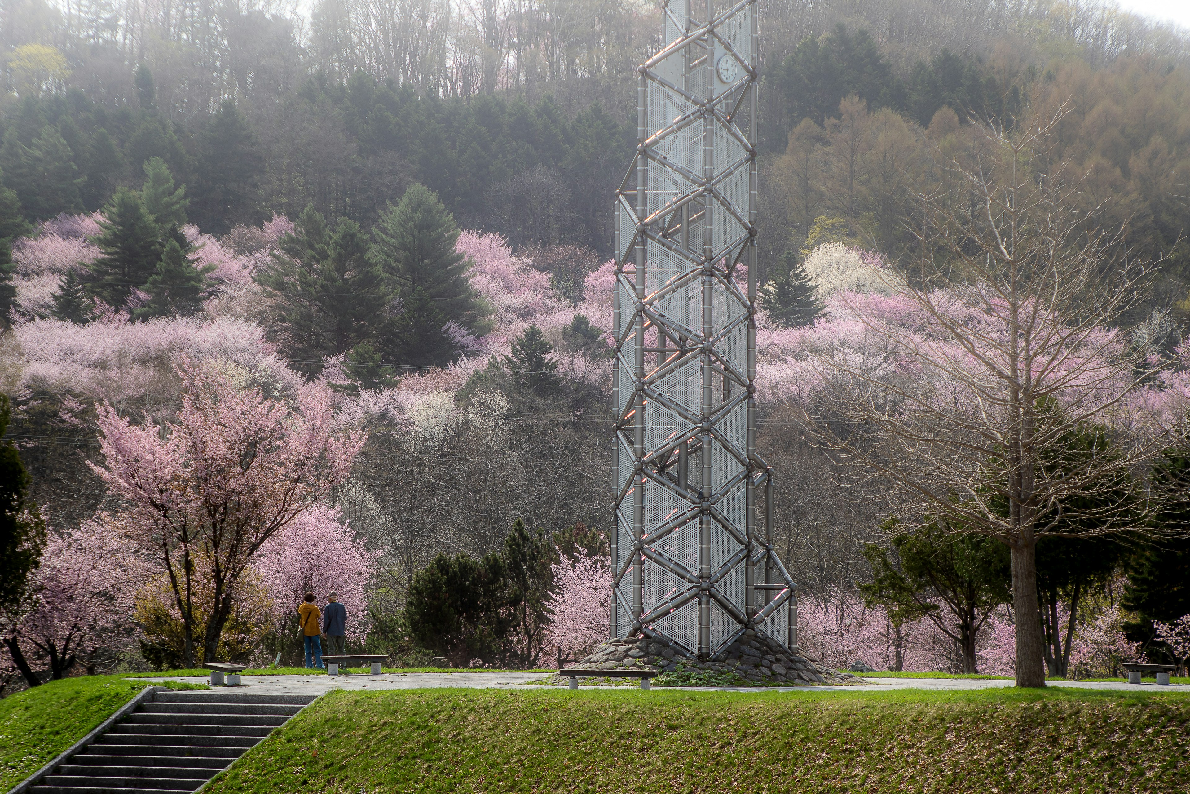 钢铁塔在樱花盛开的山坡旁和游客