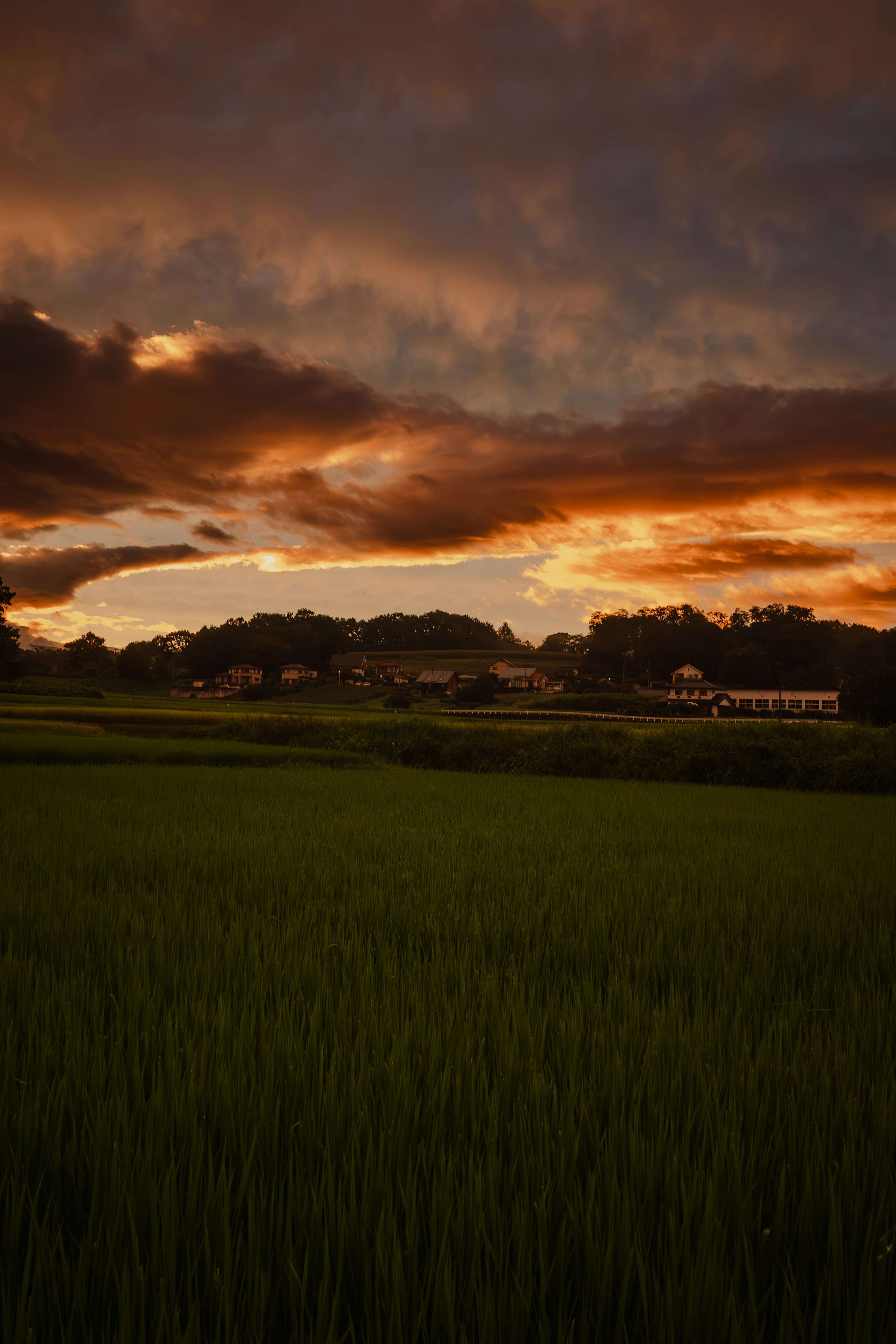 美しい夕焼けの空と緑の田んぼの風景