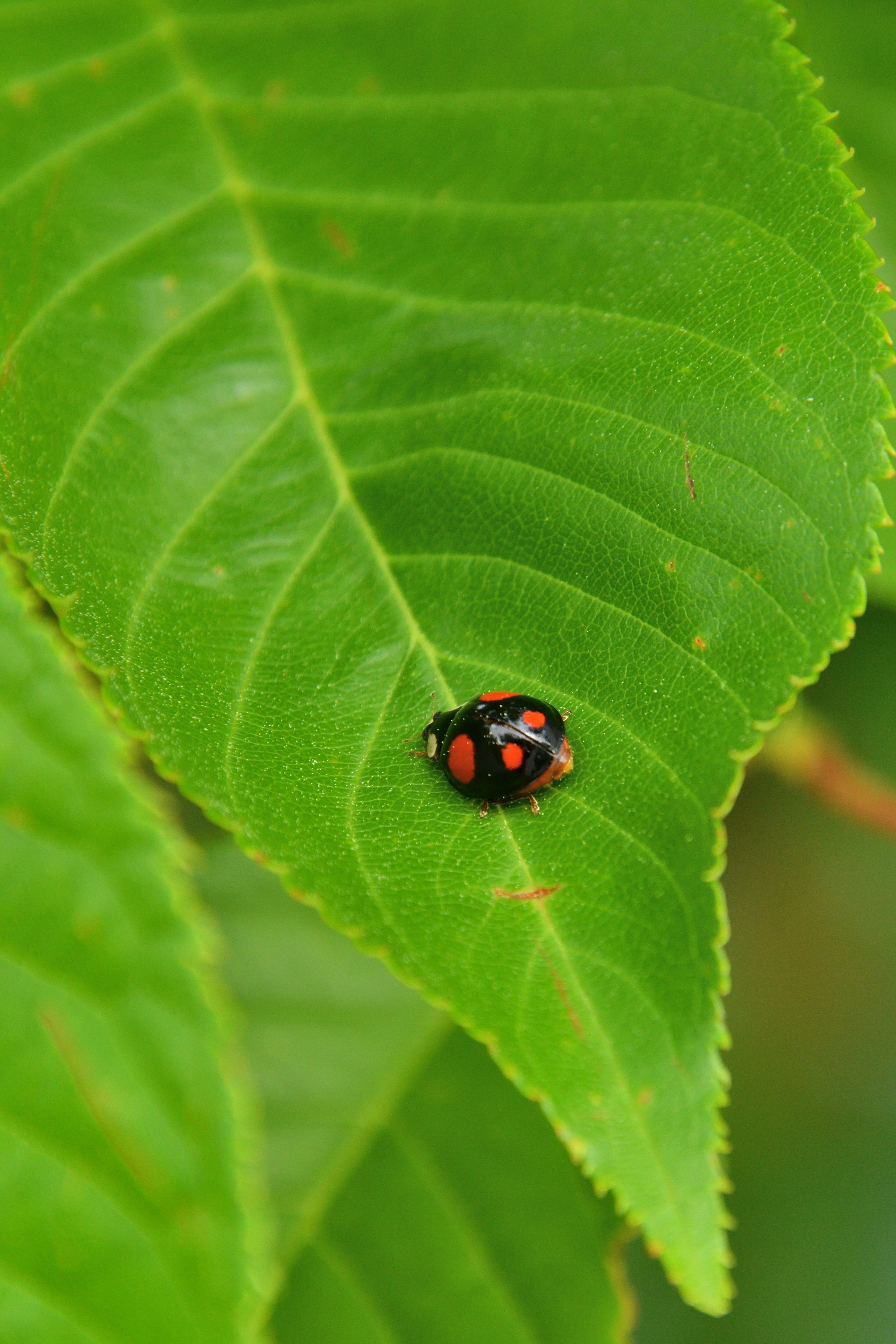 Marienkäfer auf einem grünen Blatt mit ausgeprägten roten und schwarzen Farben