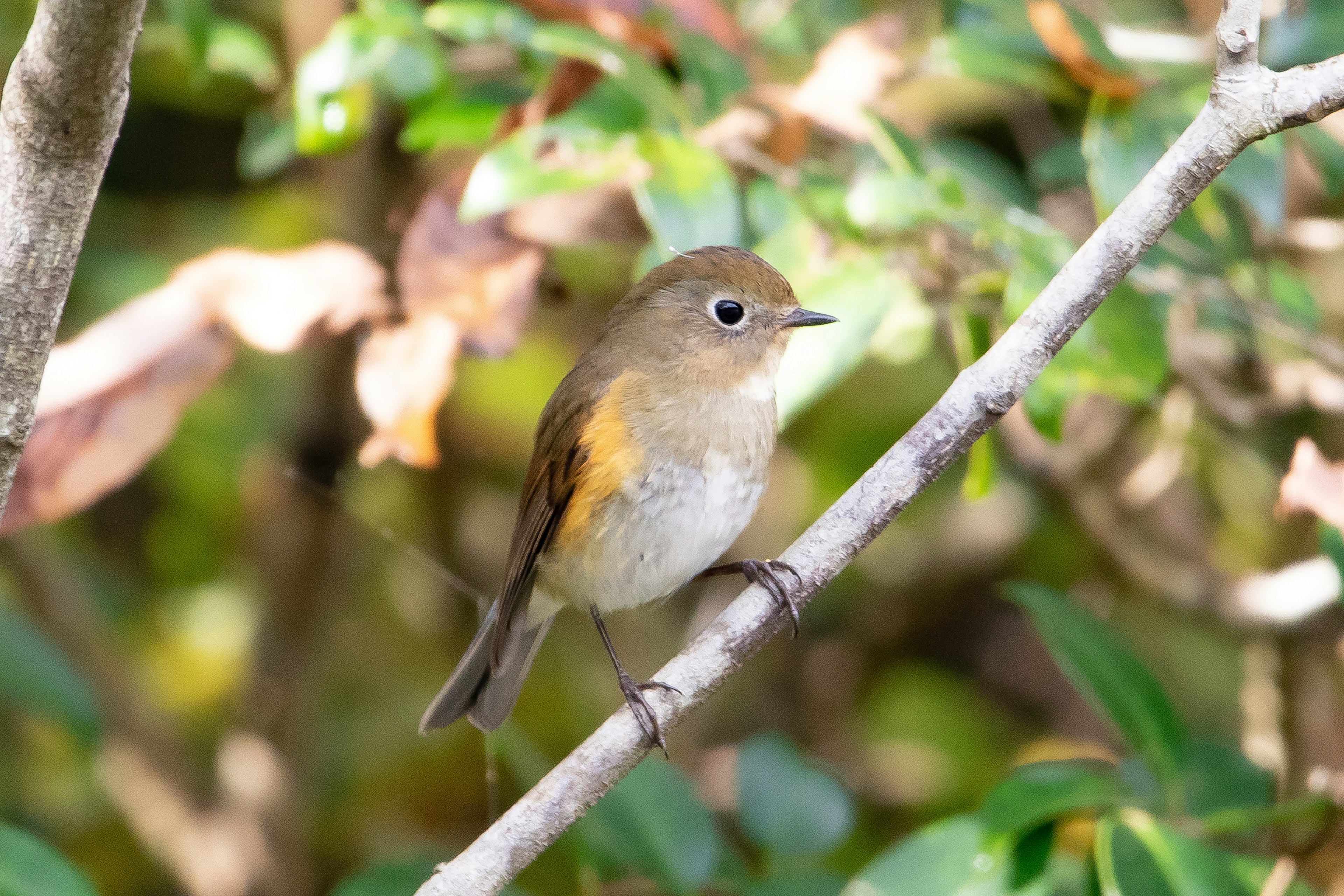 A small bird perched on a branch with a green background